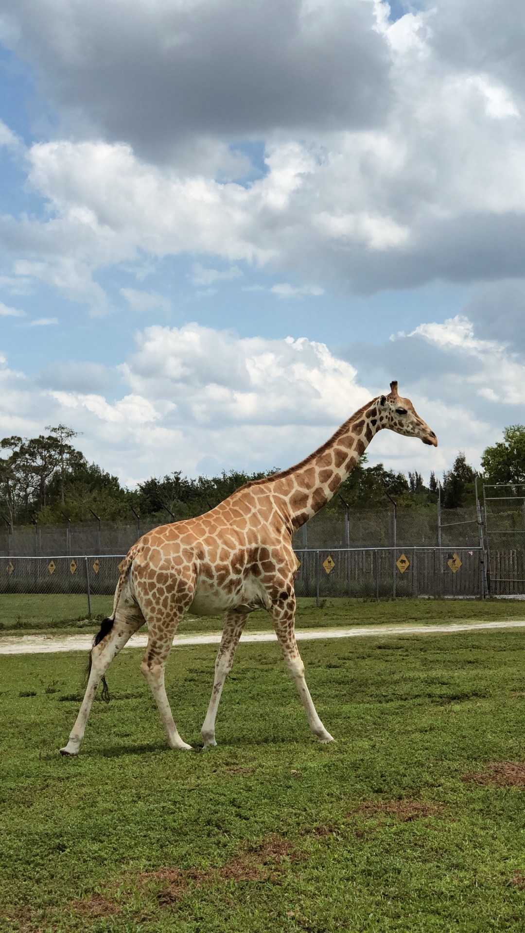 Обои Жираф, дневное время, жирафовые, окружающая среда, пейзаж в разрешении 1080x1920