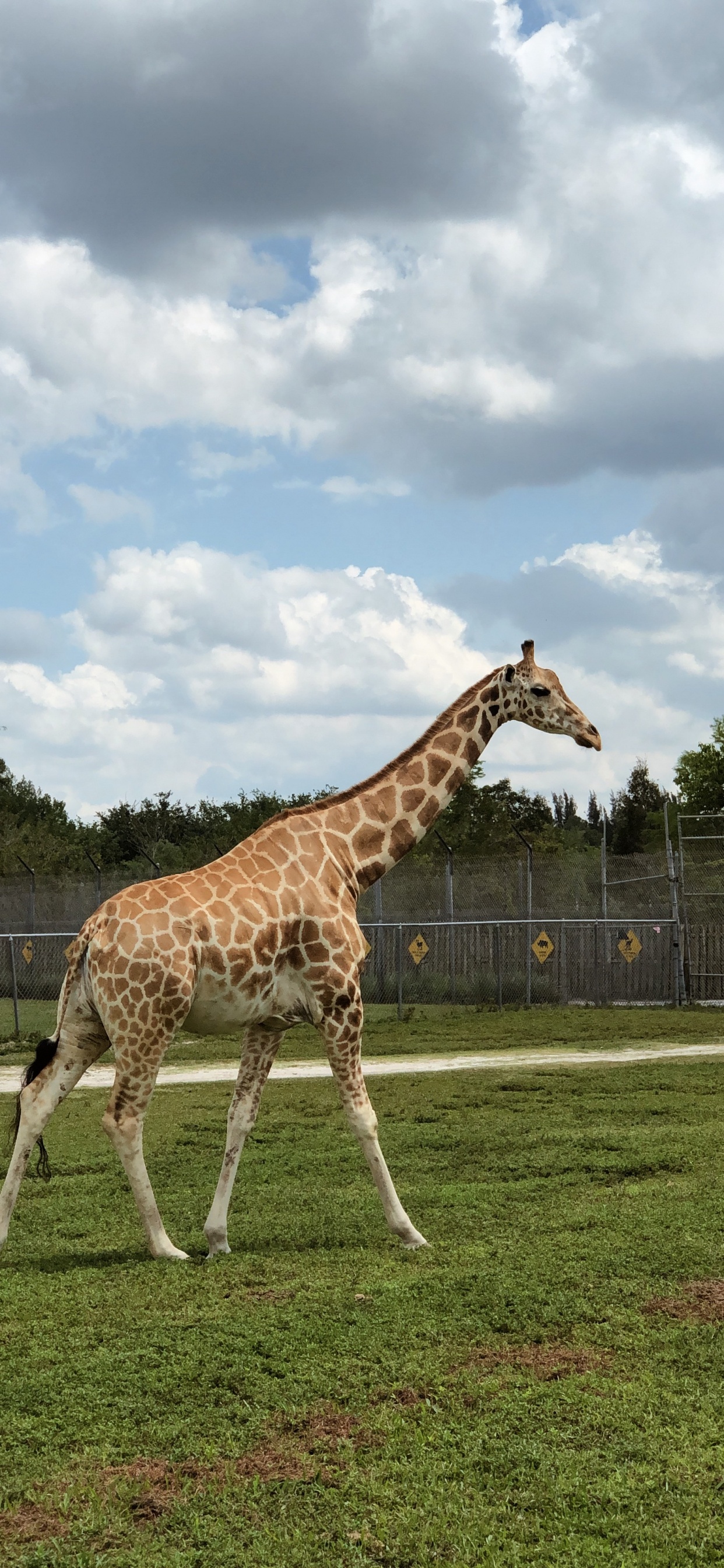 Обои Жираф, дневное время, жирафовые, окружающая среда, пейзаж в разрешении 1242x2688