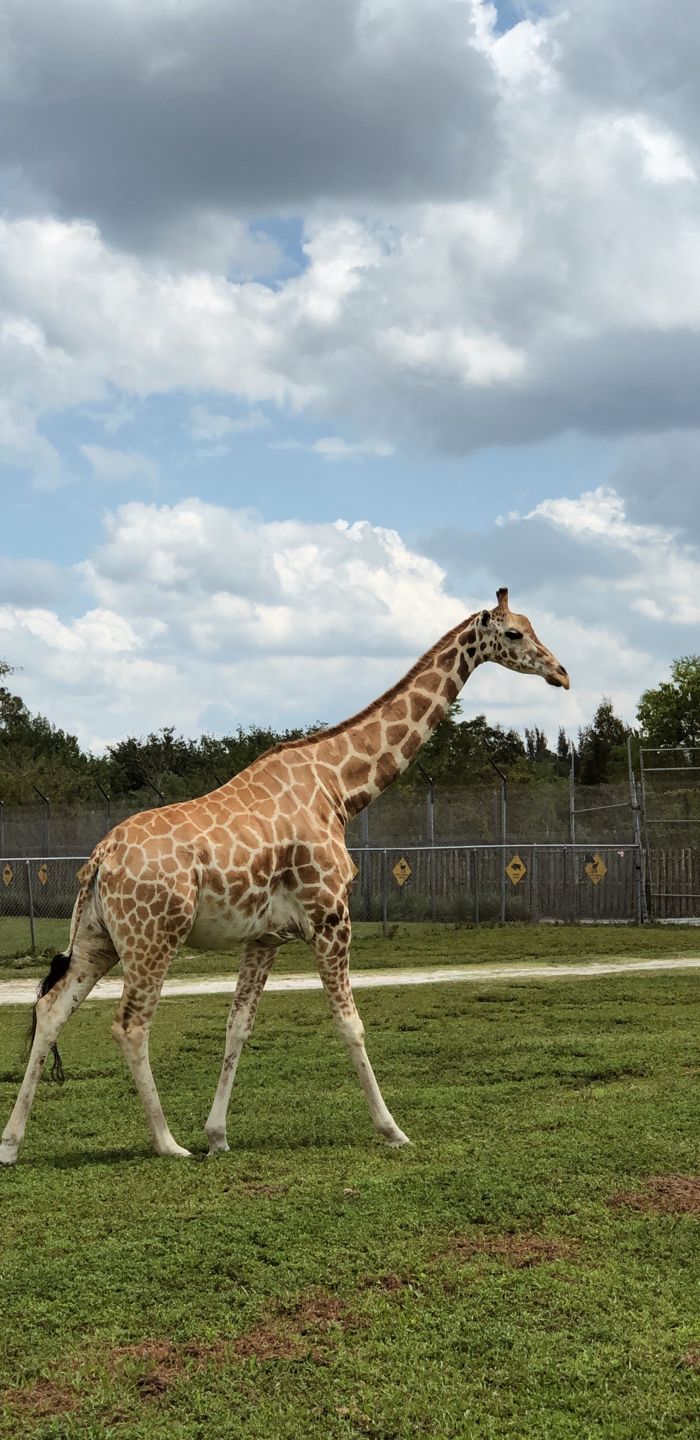 Обои Жираф, дневное время, жирафовые, окружающая среда, пейзаж в разрешении 1440x2960