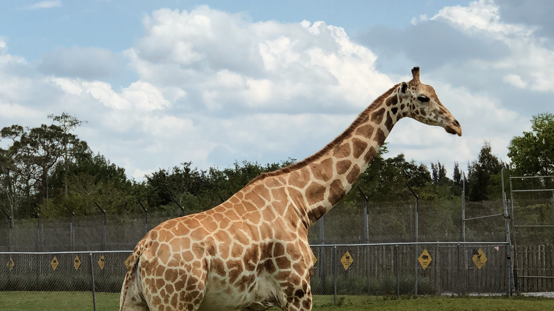 Обои Жираф, дневное время, жирафовые, окружающая среда, пейзаж в разрешении 1920x1080