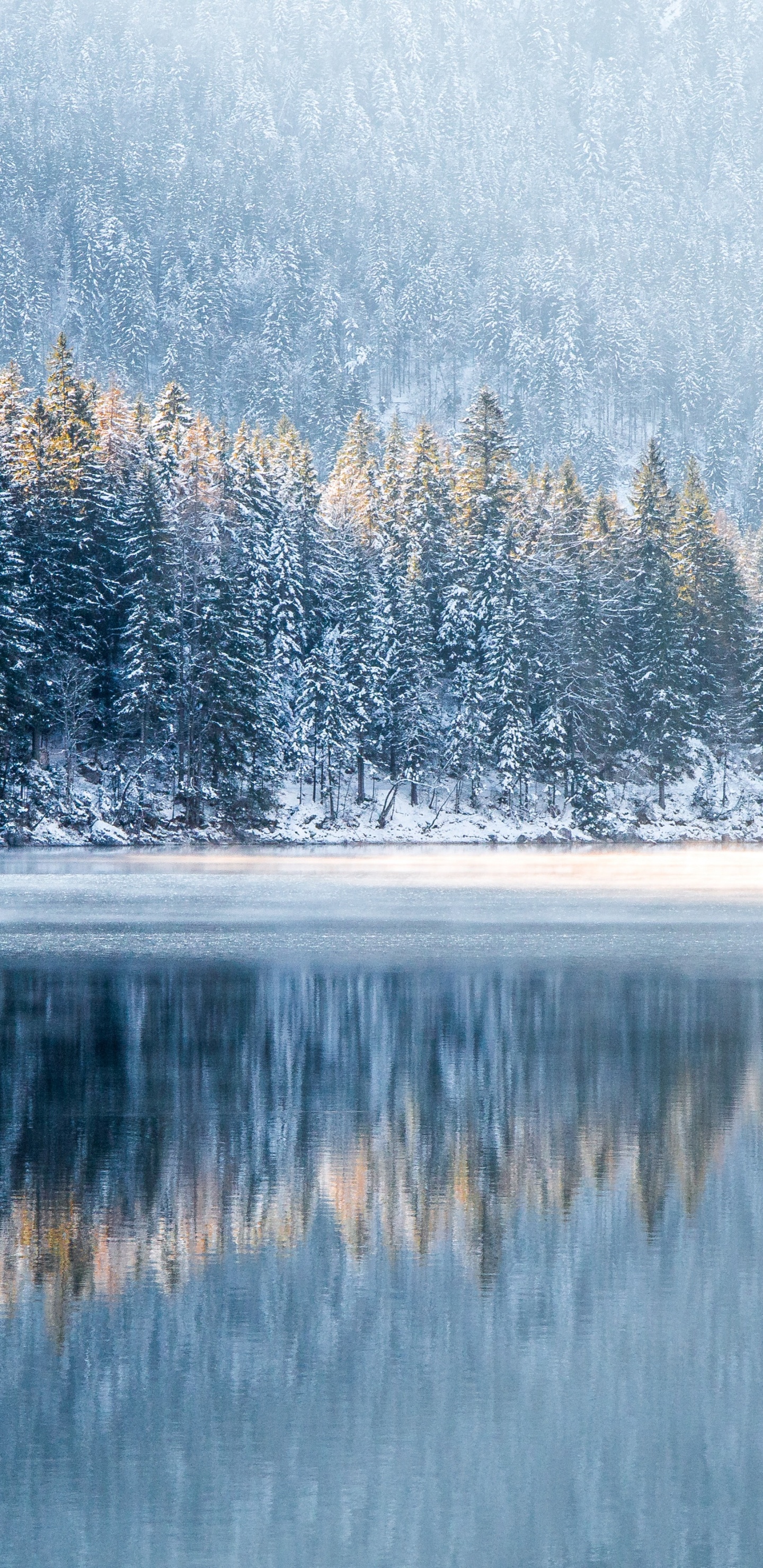 Обои зима, вода, растение, гидроресурсы, дневное время в разрешении 1440x2960