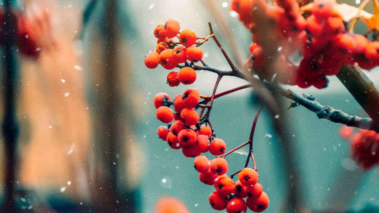 Обои прут, ветвь, фрукты, растение, пища в разрешении 1280x720