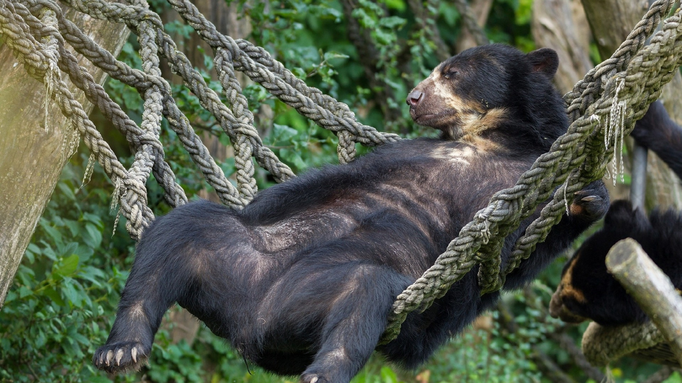Обои белый медведь, американский черный медведь, Гризли, наземные животные, медведь в разрешении 1366x768