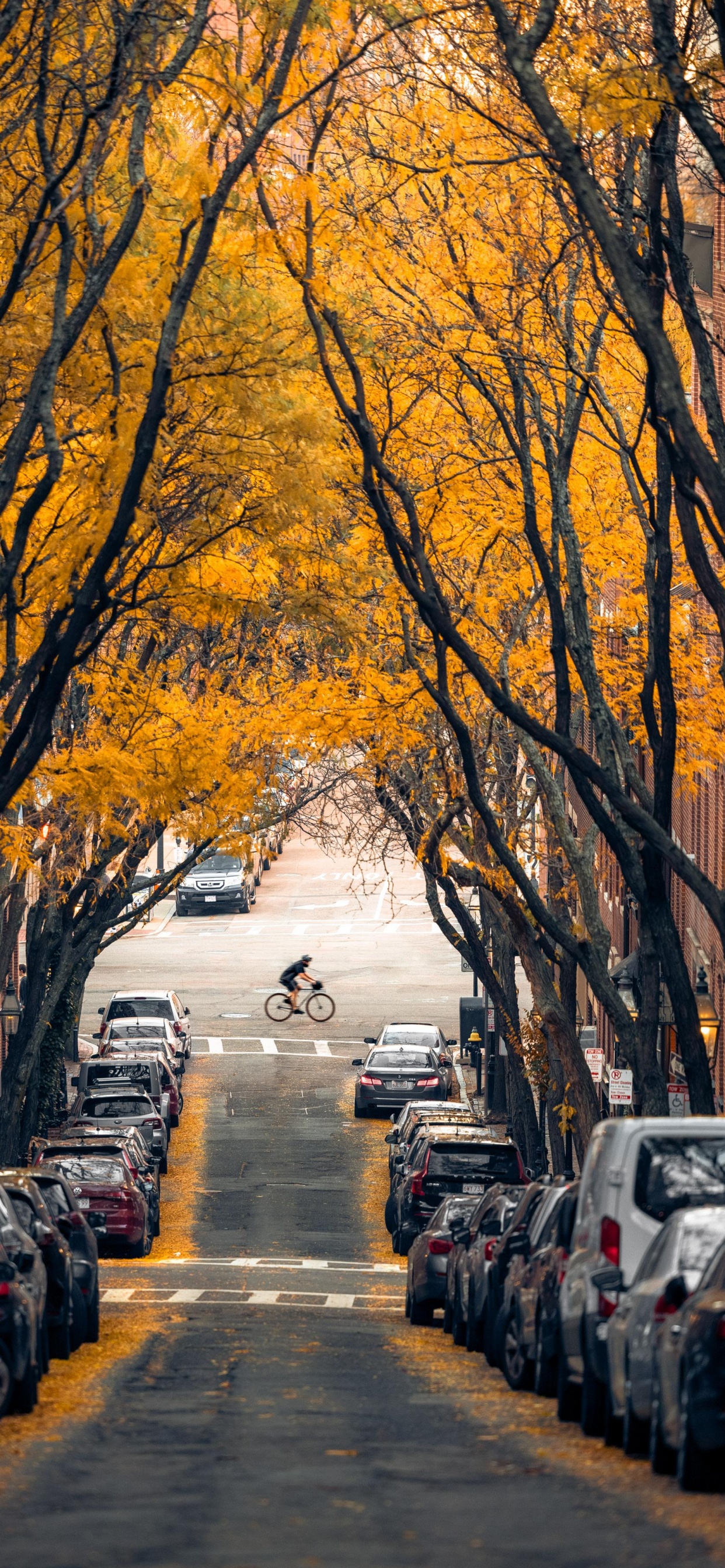 Обои дерево, Бостон, легковые автомобили, растение, шина в разрешении 1242x2688