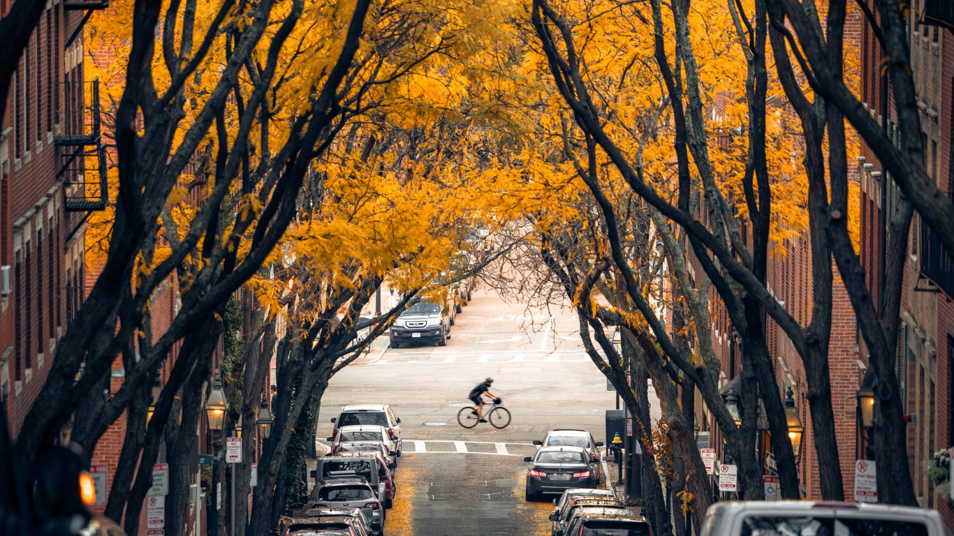 Обои дерево, Бостон, легковые автомобили, растение, шина в разрешении 1366x768