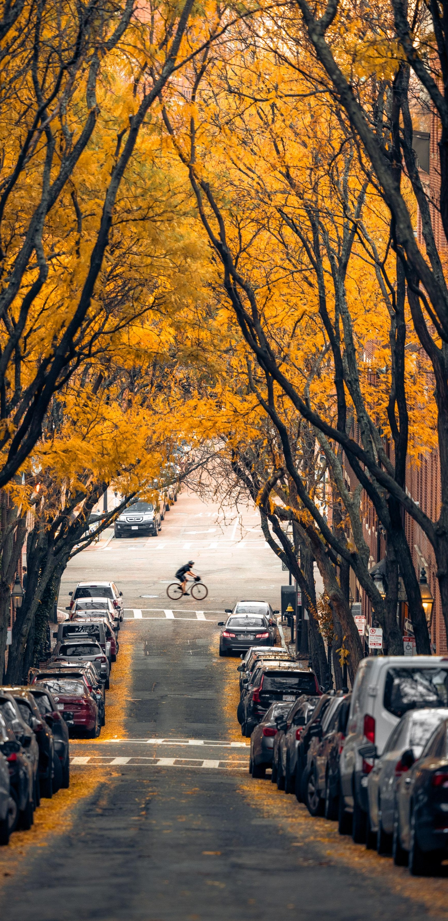 Обои дерево, Бостон, легковые автомобили, растение, шина в разрешении 1440x2960