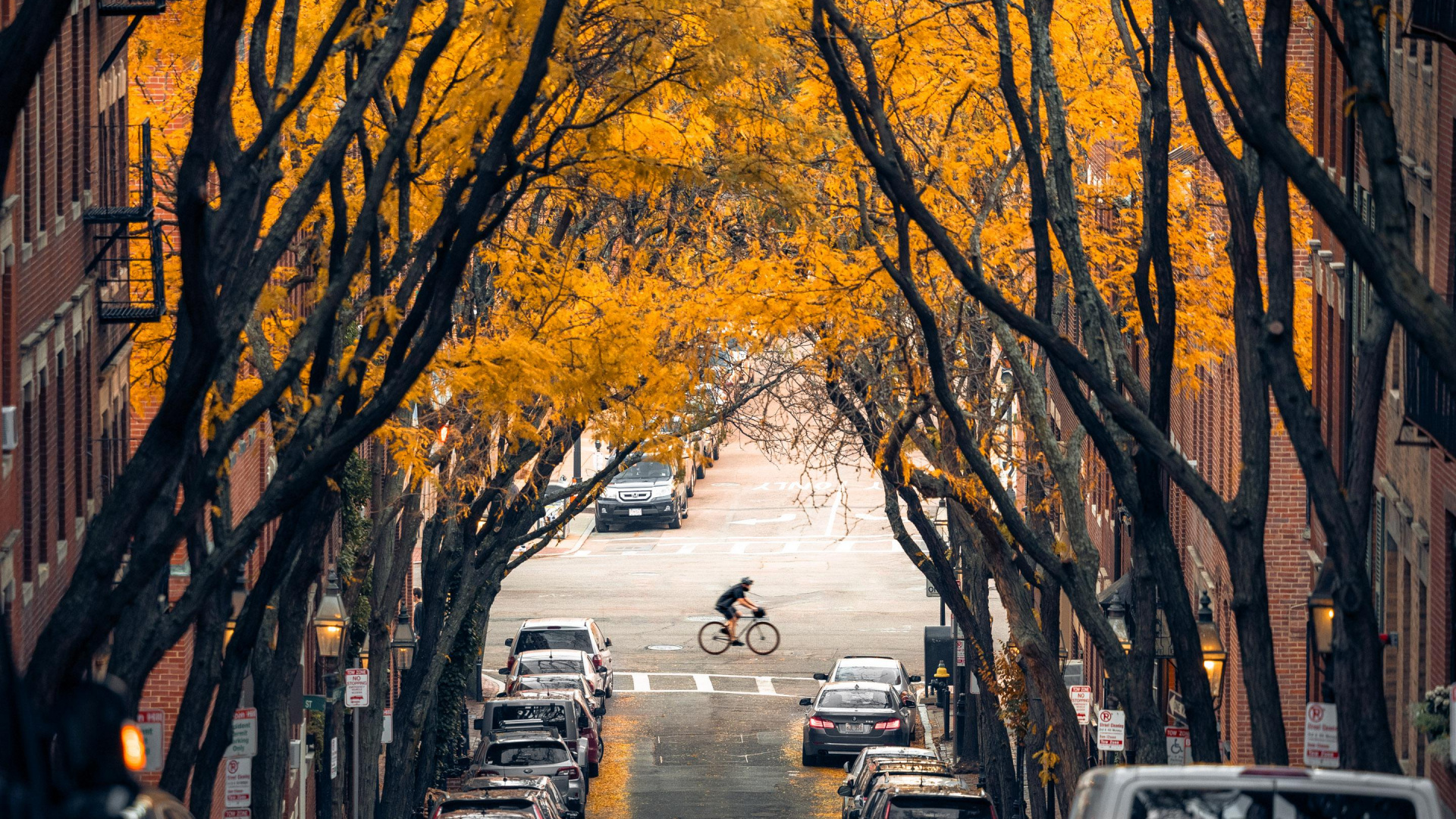 Обои дерево, Бостон, легковые автомобили, растение, шина в разрешении 1920x1080