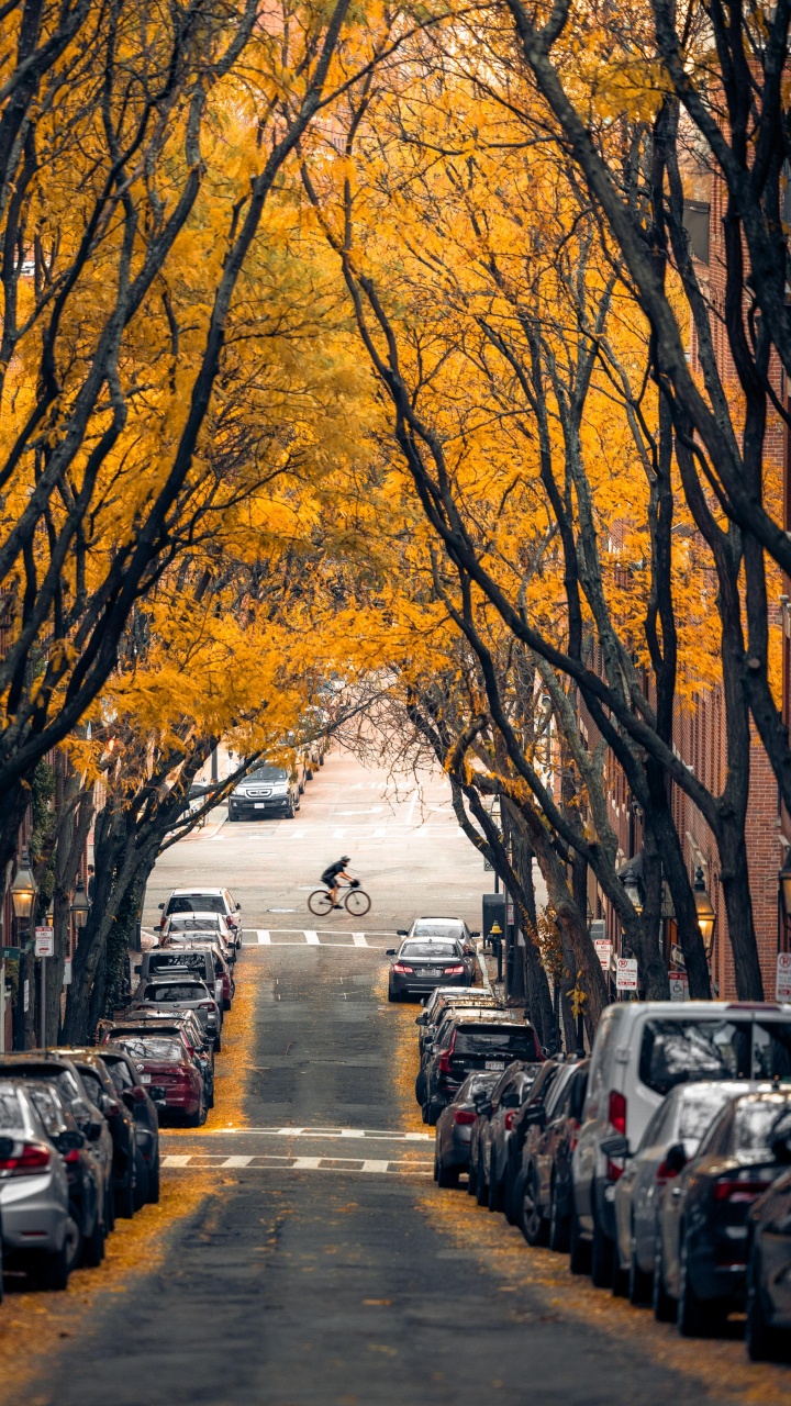Обои дерево, Бостон, легковые автомобили, растение, шина в разрешении 720x1280