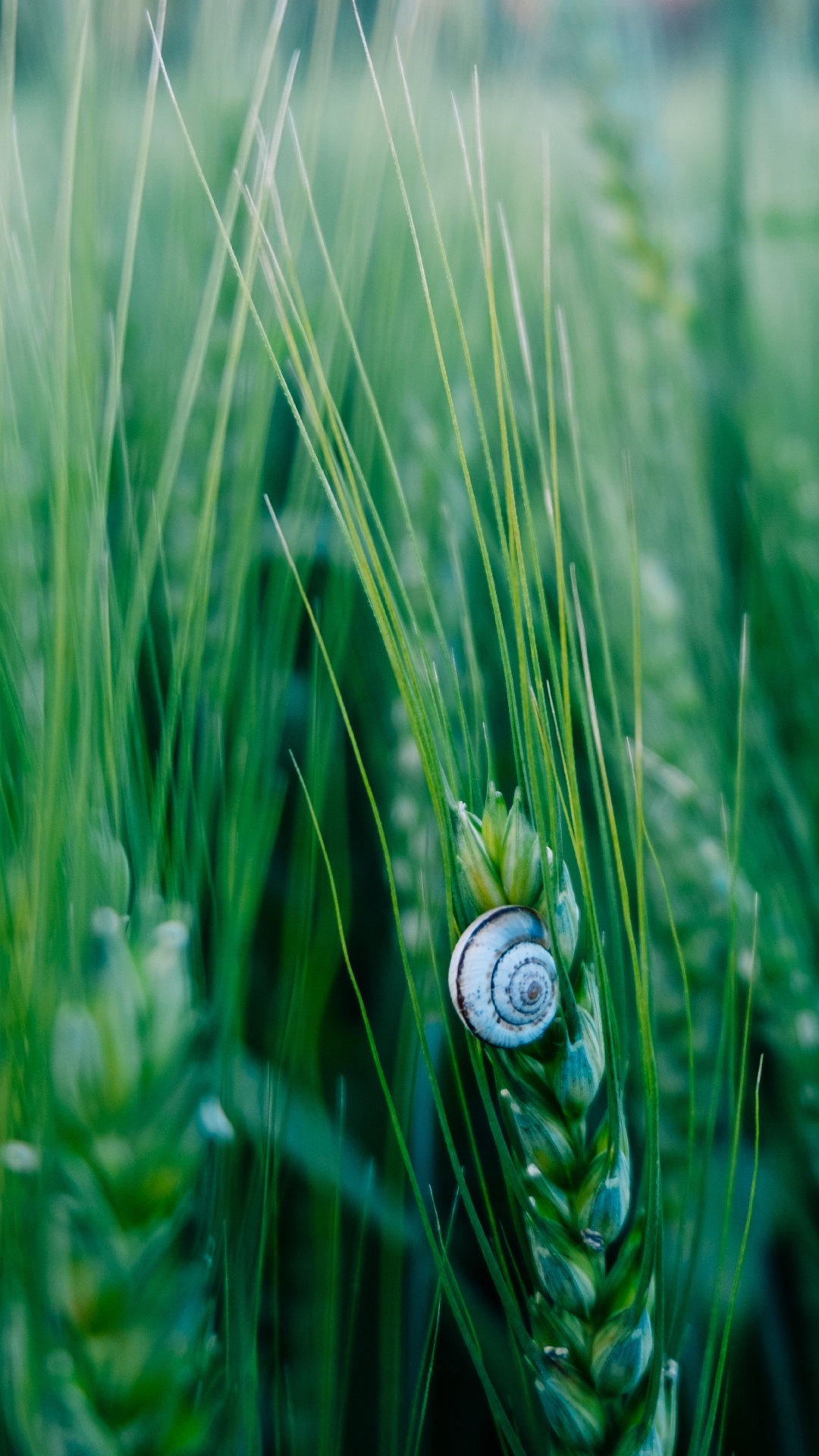 Обои зеленый, природа, лист, растение, семейство травы в разрешении 1080x1920