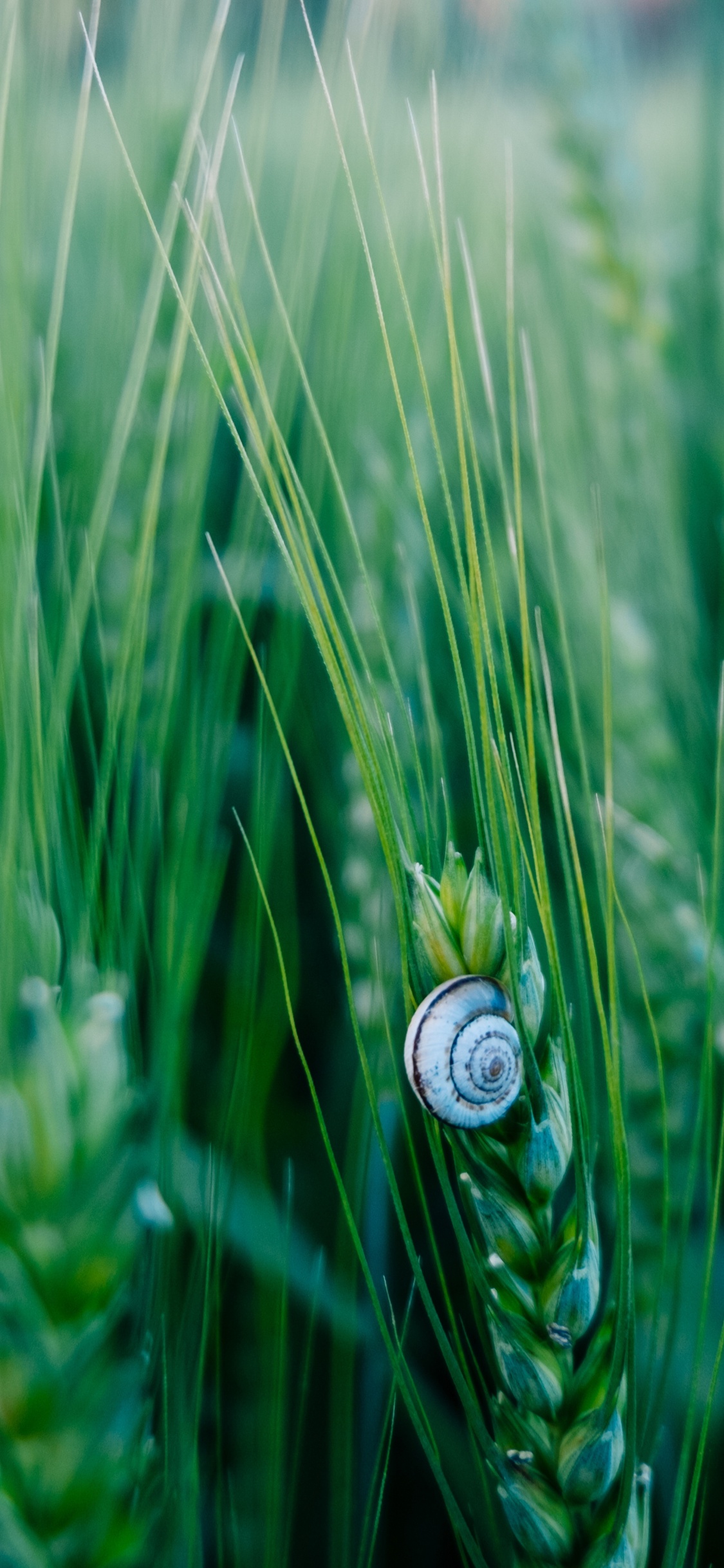 Обои зеленый, природа, лист, растение, семейство травы в разрешении 1125x2436