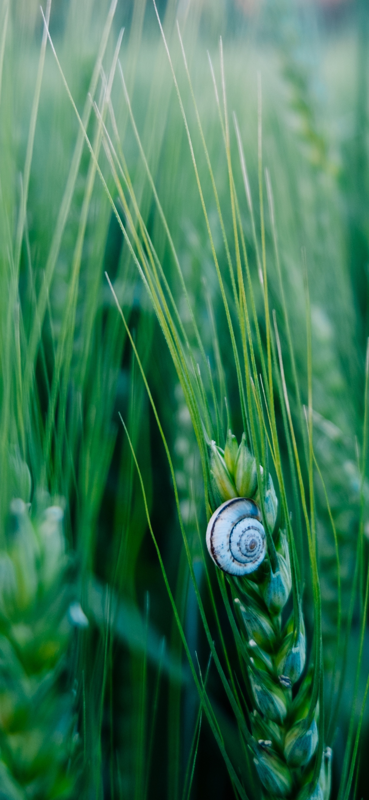 Обои зеленый, природа, лист, растение, семейство травы в разрешении 1242x2688