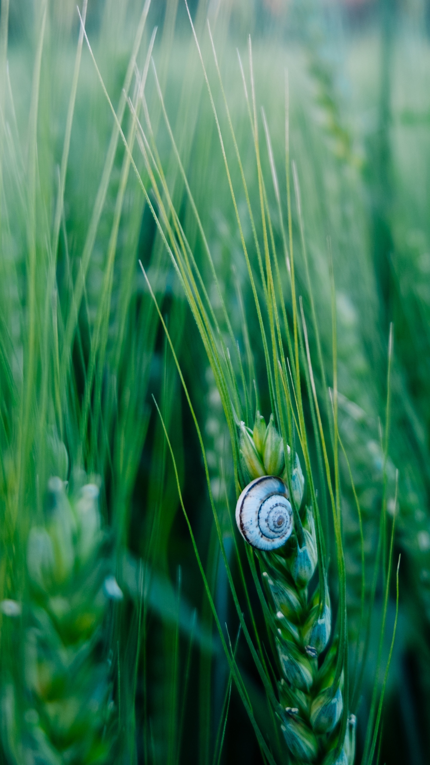 Обои зеленый, природа, лист, растение, семейство травы в разрешении 1440x2560