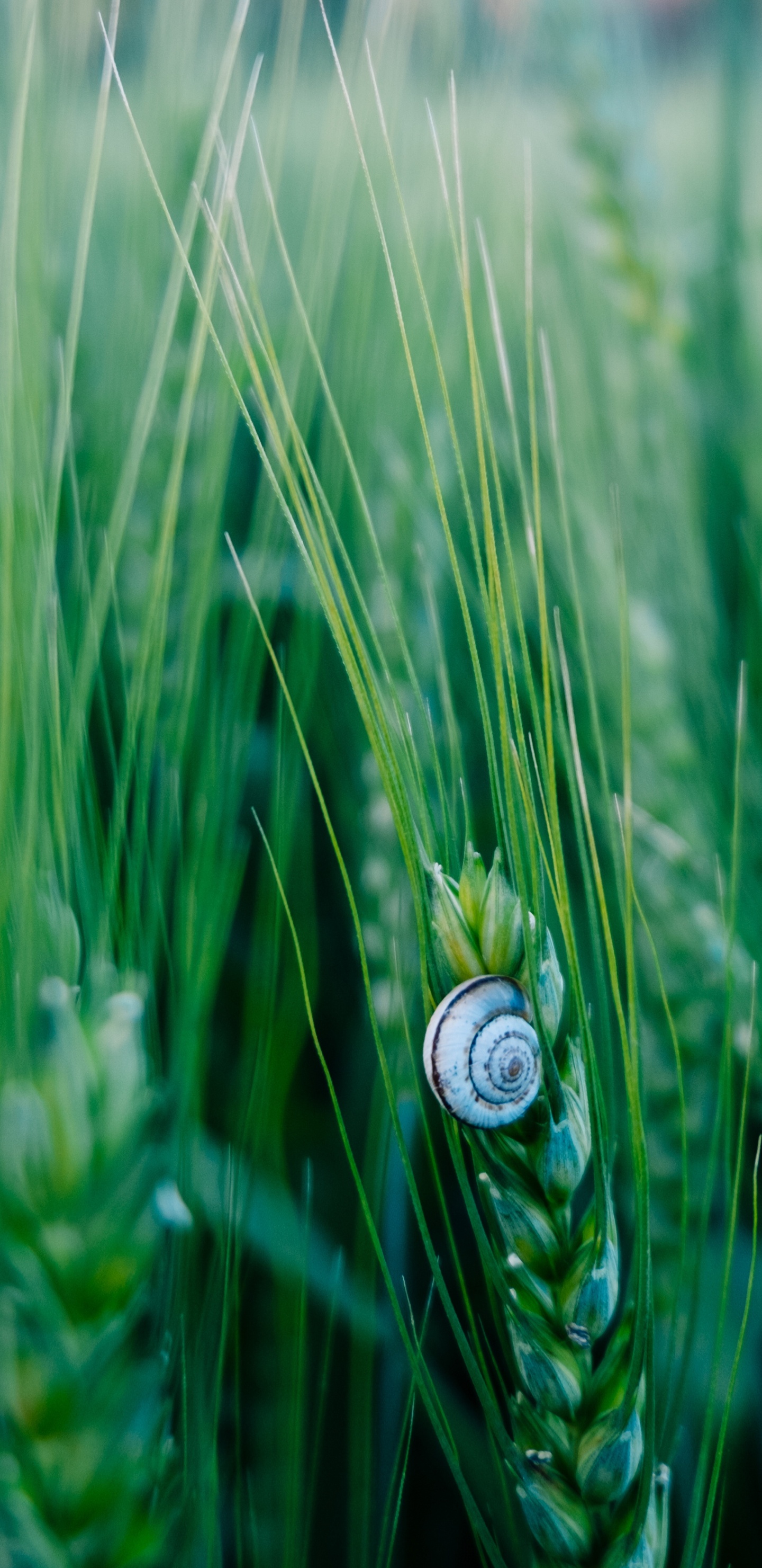 Обои зеленый, природа, лист, растение, семейство травы в разрешении 1440x2960