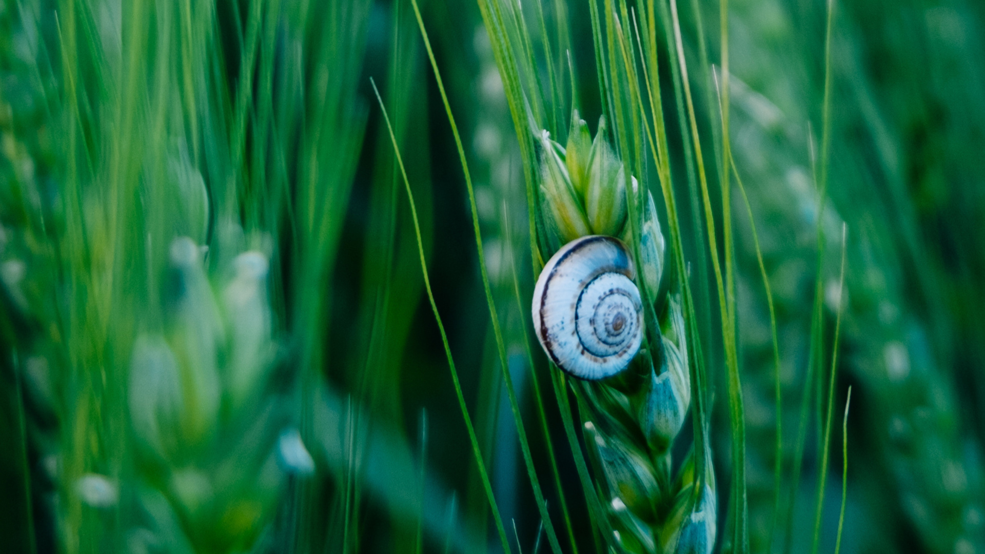 Обои зеленый, природа, лист, растение, семейство травы в разрешении 1920x1080
