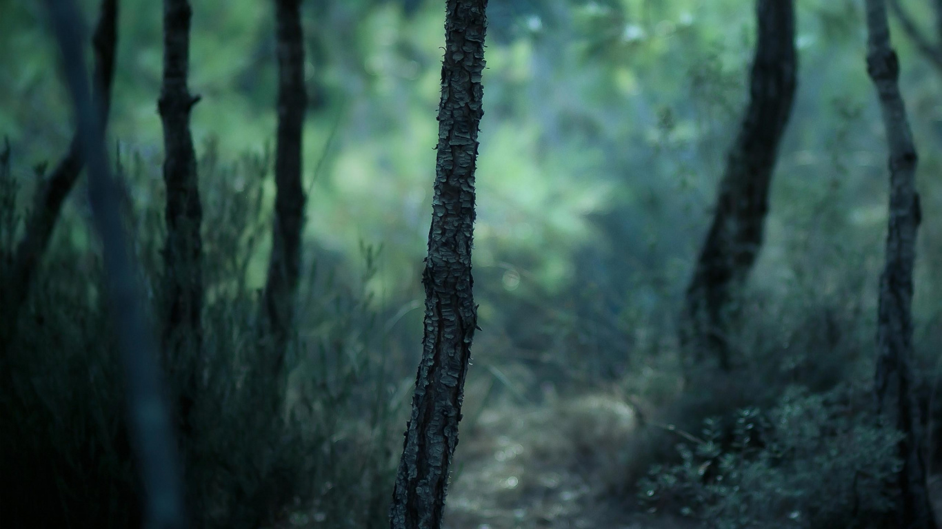 Обои природа, лес, дерево, лесистая местность, зеленый в разрешении 1366x768