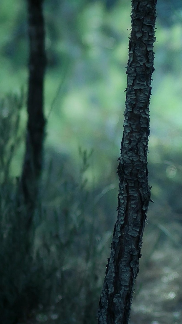 Обои природа, лес, дерево, лесистая местность, зеленый в разрешении 720x1280