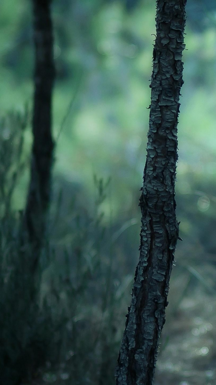 Обои природа, лес, дерево, лесистая местность, зеленый в разрешении 750x1334