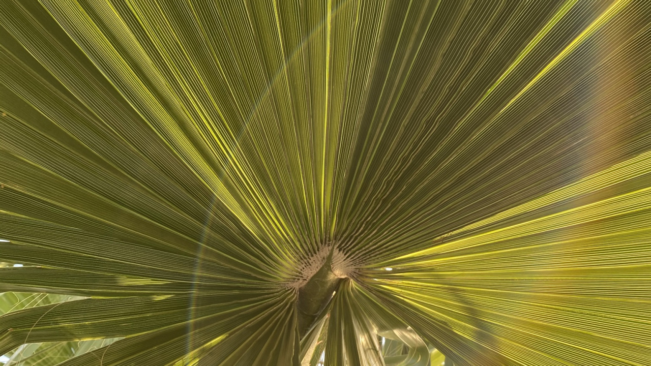 Обои лист, стебель растения, наземное растение, сабаль минор, дерево в разрешении 1280x720