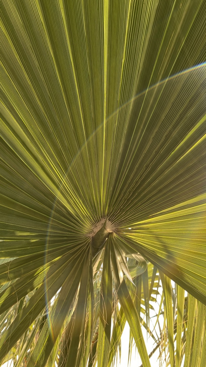 Обои лист, стебель растения, наземное растение, сабаль минор, дерево в разрешении 720x1280