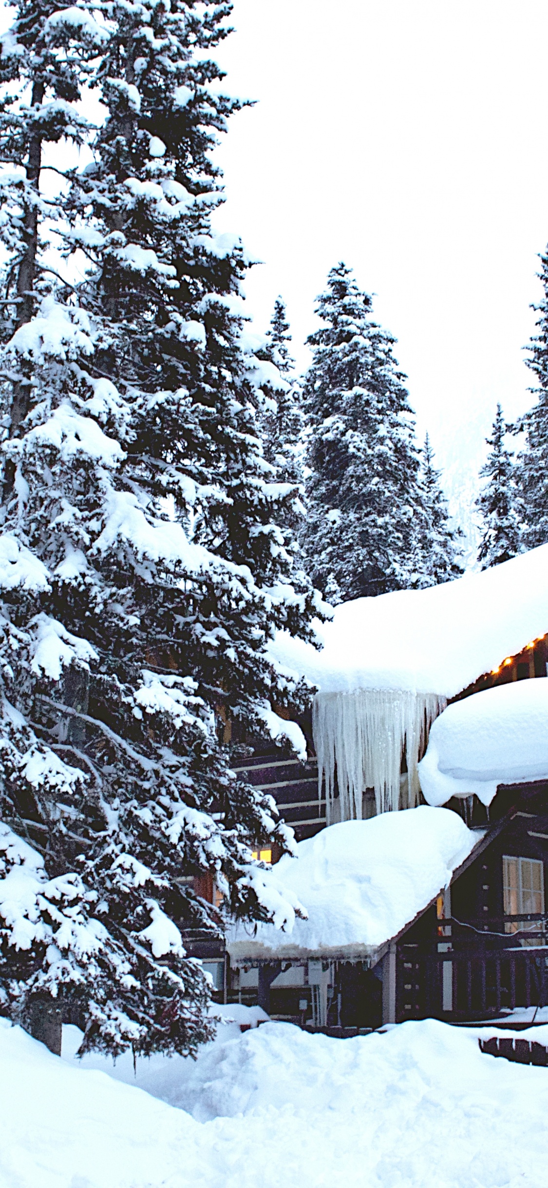 Обои ios, зима, снег, растение, дерево в разрешении 1125x2436