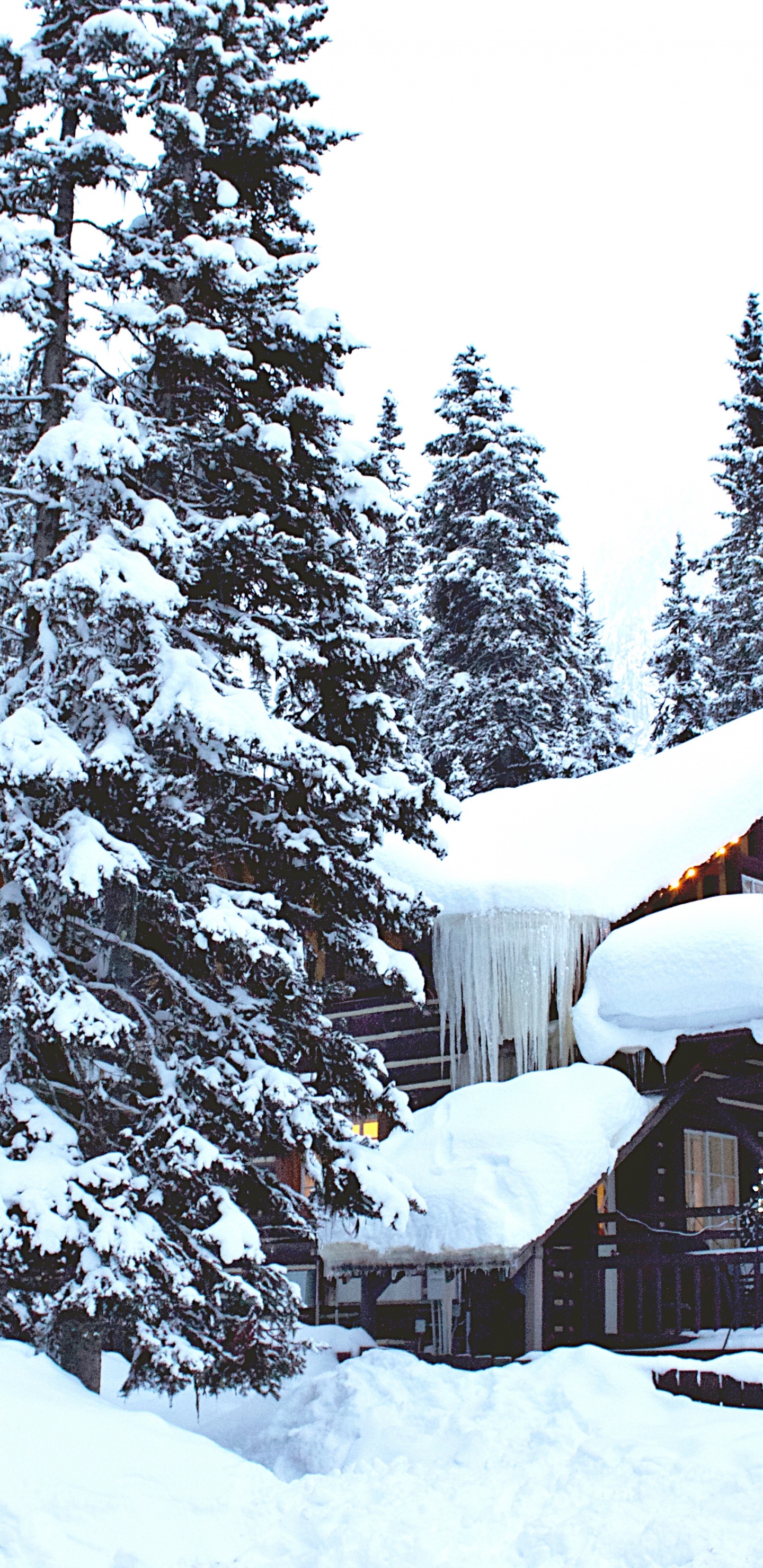 Обои ios, зима, снег, растение, дерево в разрешении 1440x2960