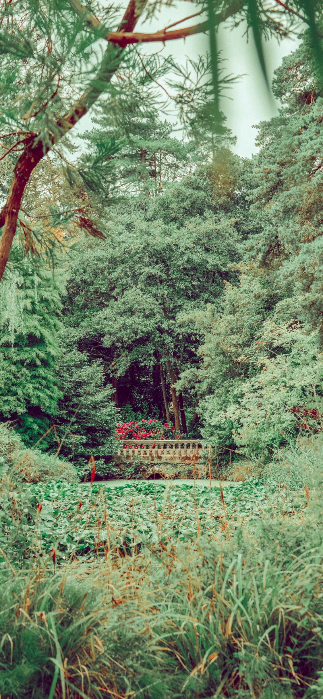 Обои лес, растительность, дерево, природа, окружающая среда в разрешении 1125x2436