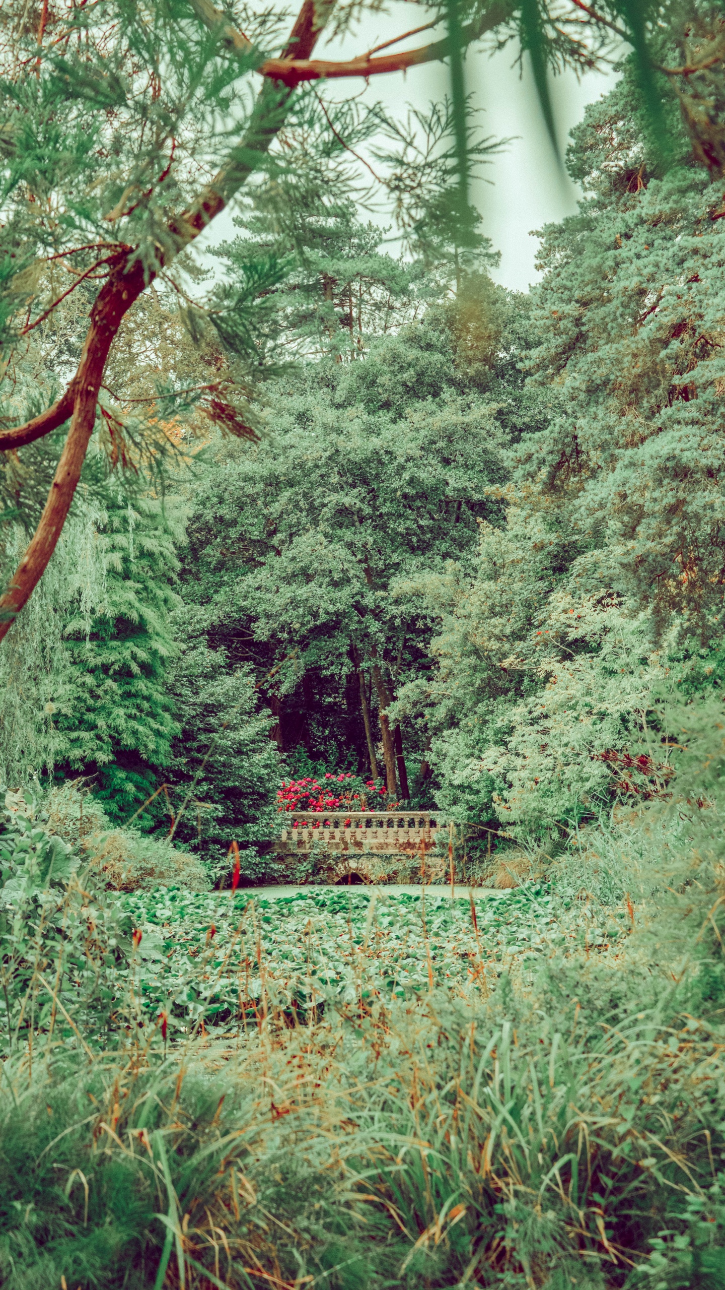 Обои лес, растительность, дерево, природа, окружающая среда в разрешении 1440x2560