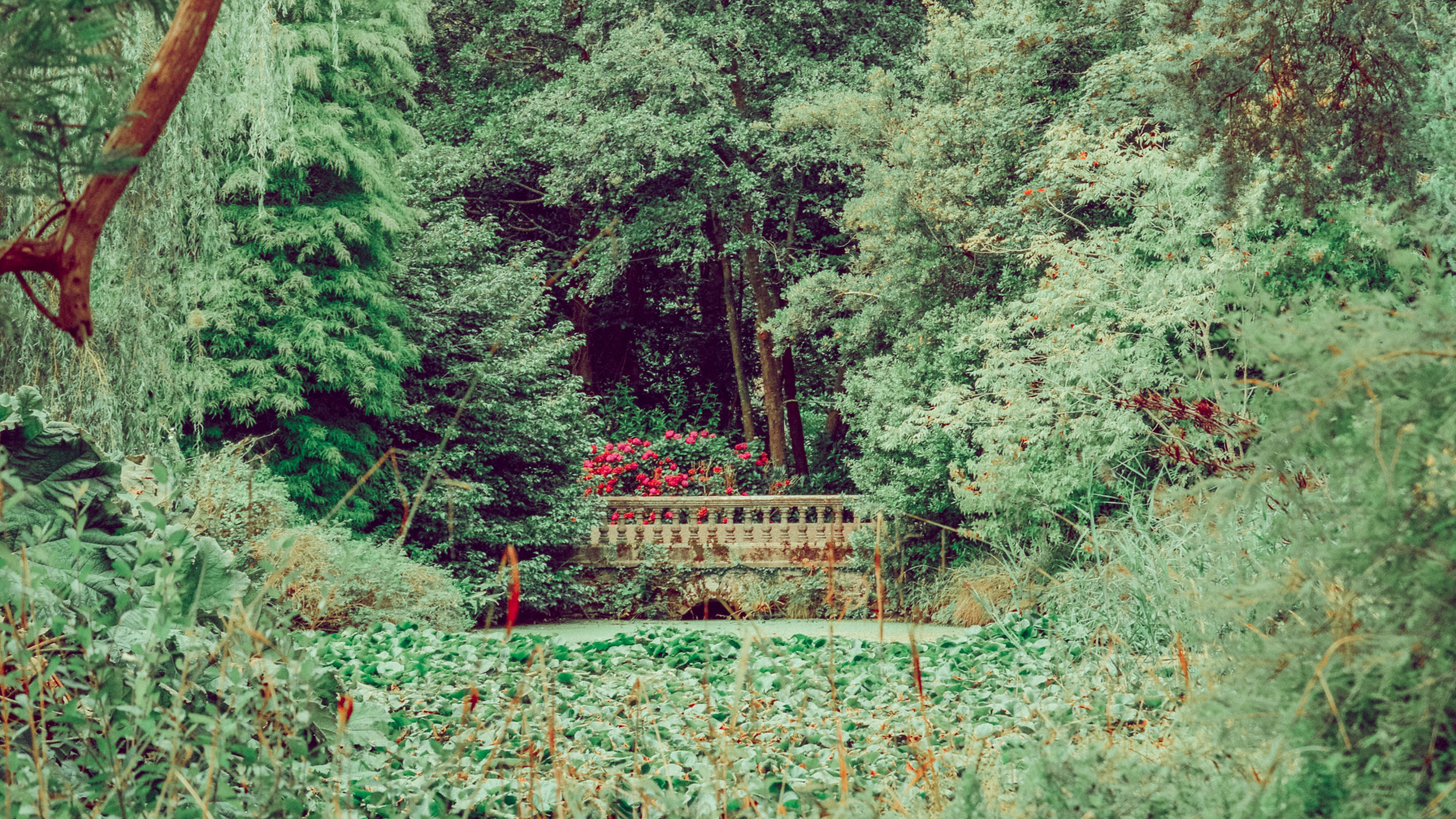 Обои лес, растительность, дерево, природа, окружающая среда в разрешении 2560x1440