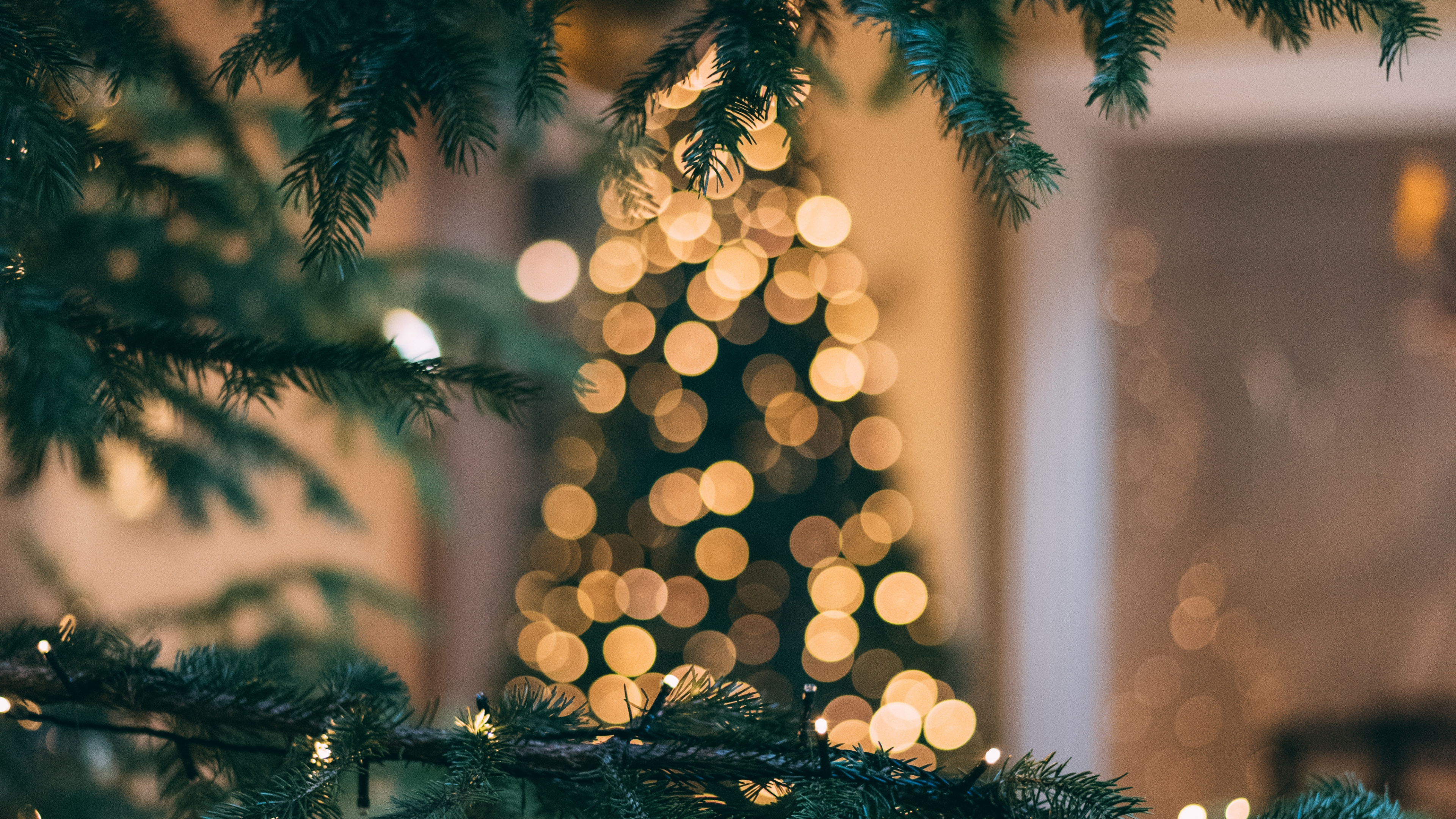 Обои Рождественский день, дерево, Колорадо-ель, Рождество, ель в разрешении 3840x2160