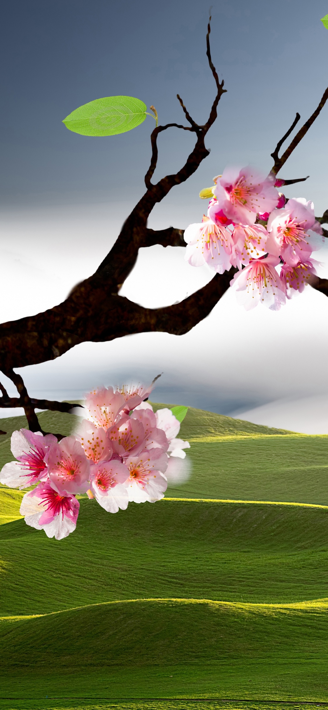 Обои пейзажная живопись, цветение вишни, пейзаж, цветок, природа в разрешении 1125x2436