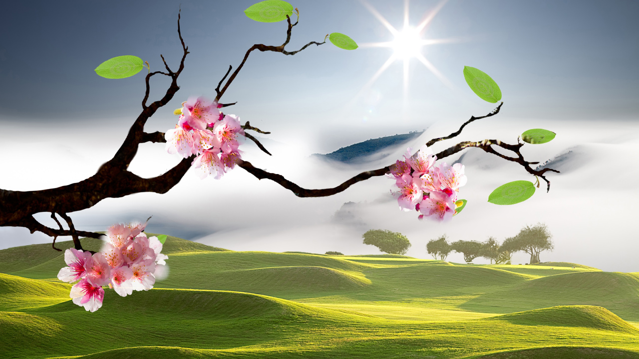 Обои пейзажная живопись, цветение вишни, пейзаж, цветок, природа в разрешении 1280x720