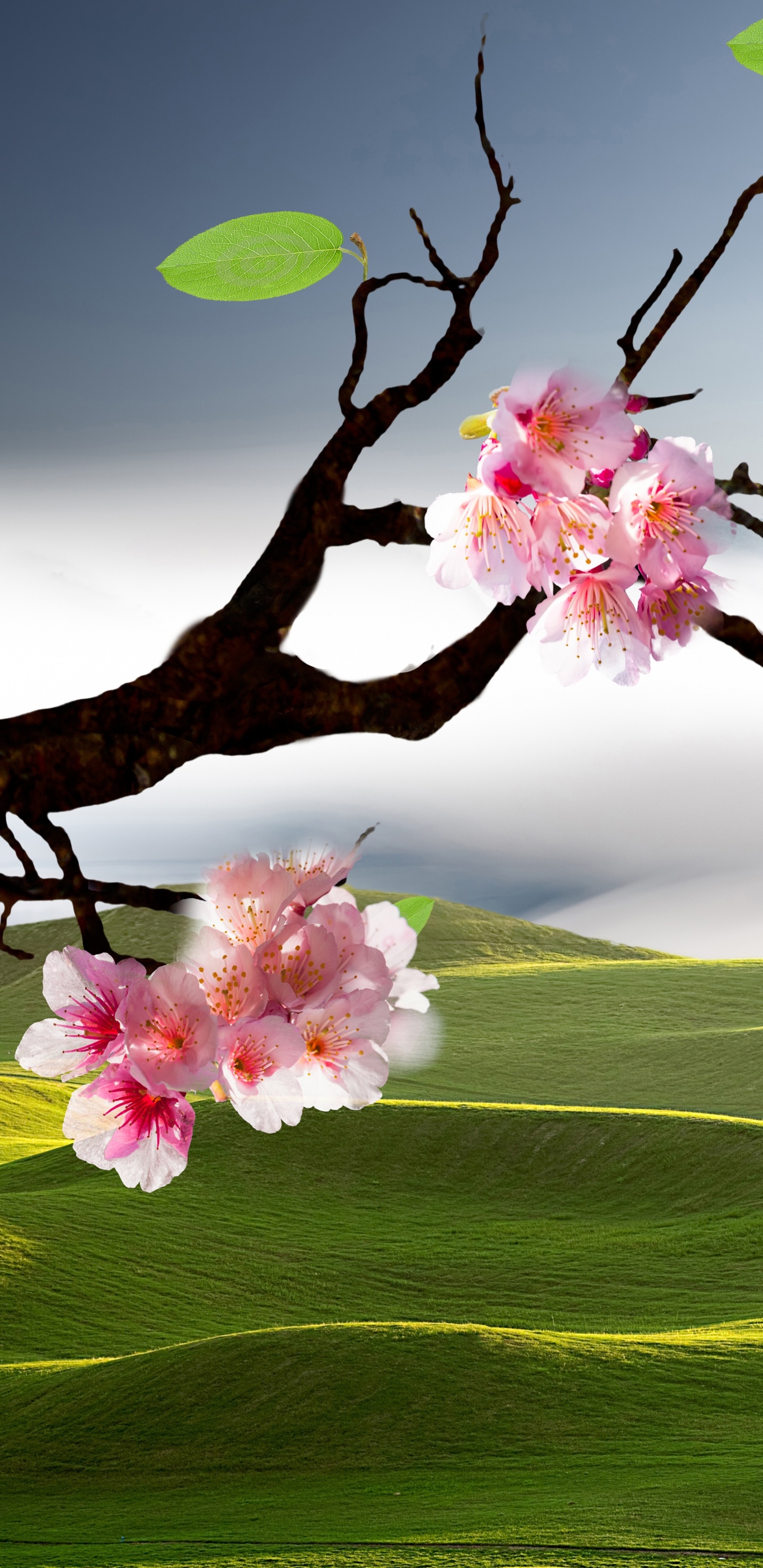 Обои пейзажная живопись, цветение вишни, пейзаж, цветок, природа в разрешении 1440x2960