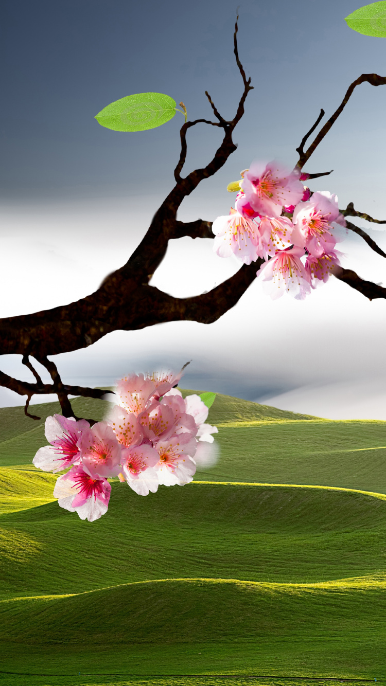 Обои пейзажная живопись, цветение вишни, пейзаж, цветок, природа в разрешении 750x1334