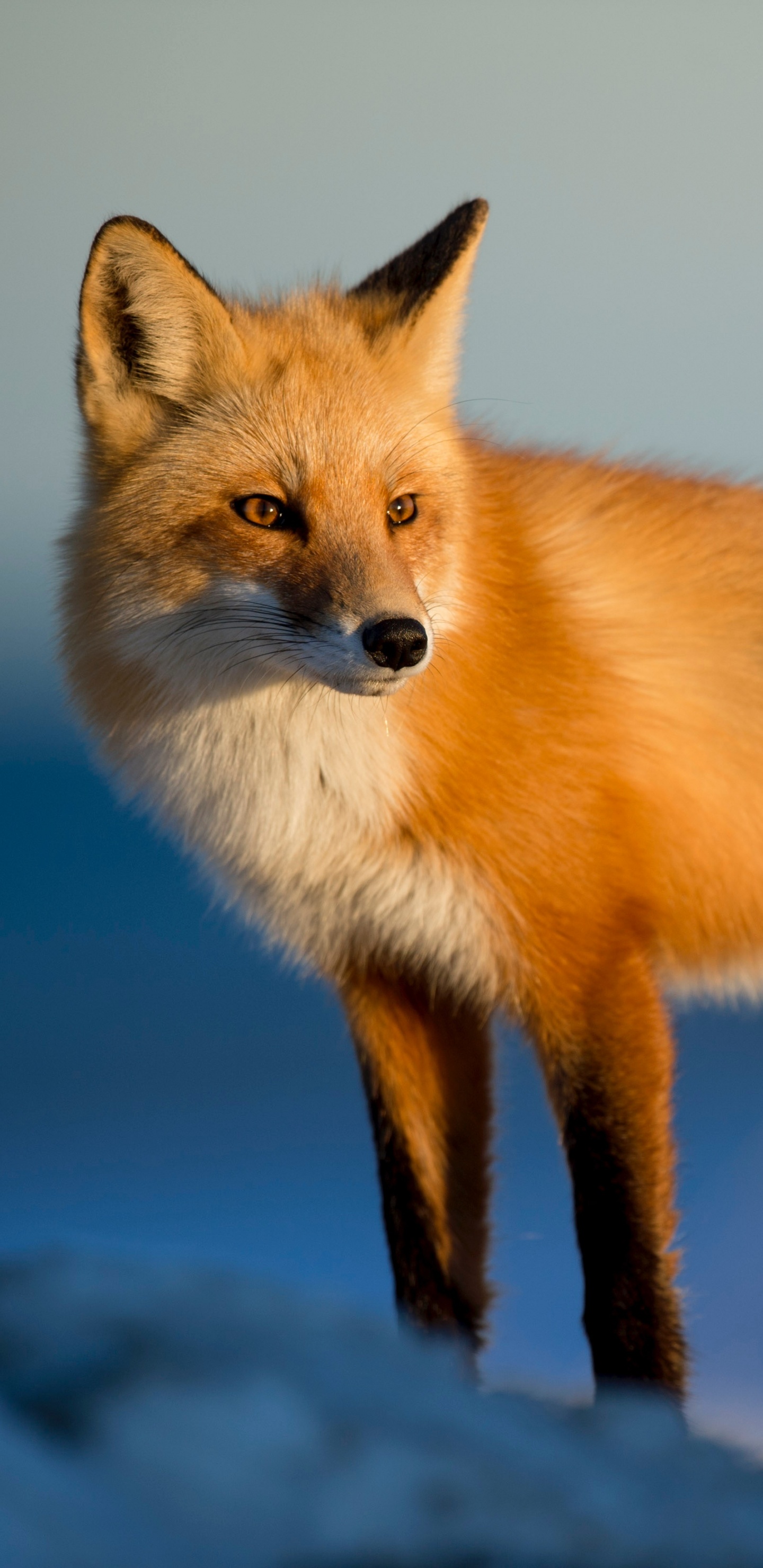 Обои рыжая лисица, лиса, Псовые, живая природа, красный волк в разрешении 1440x2960