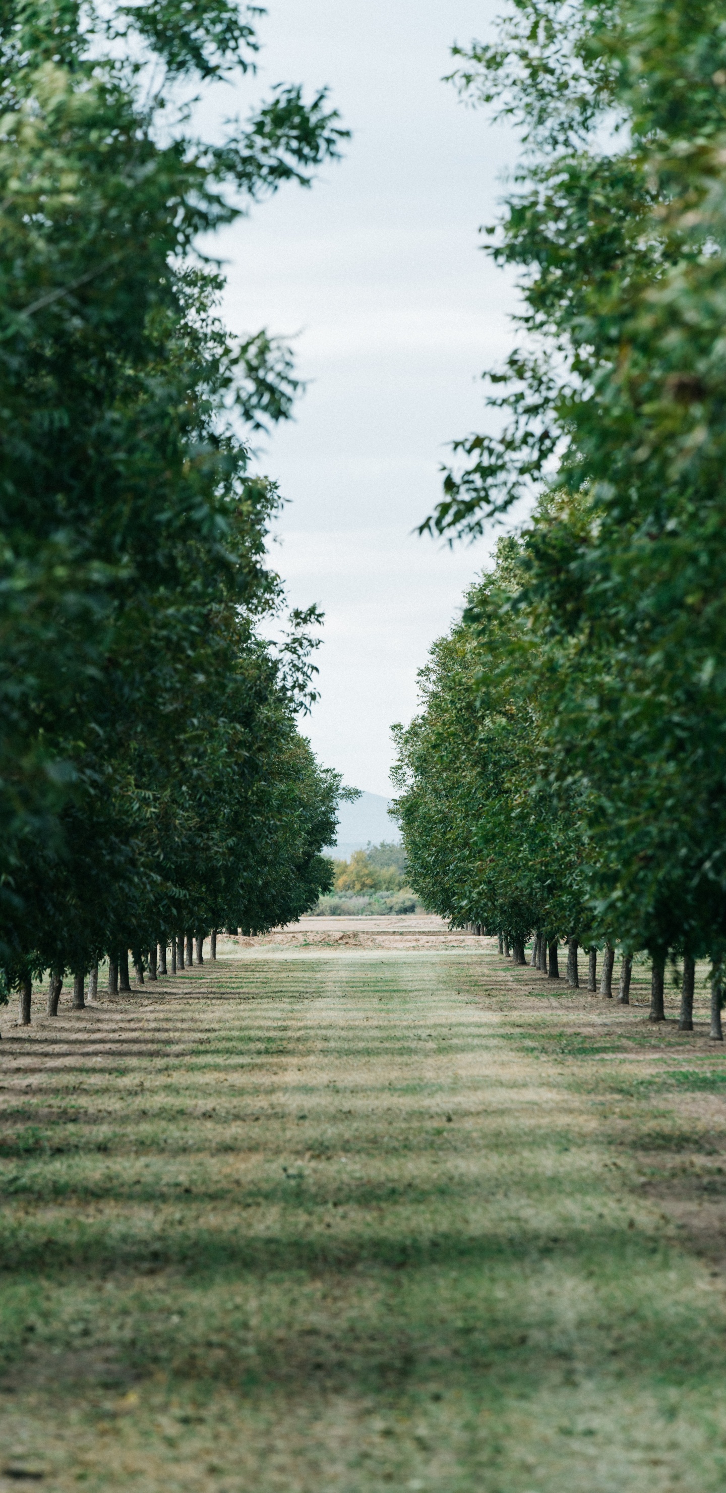 Обои дерево, зеленый, природный ландшафт, древесные растения, дорога в разрешении 1440x2960