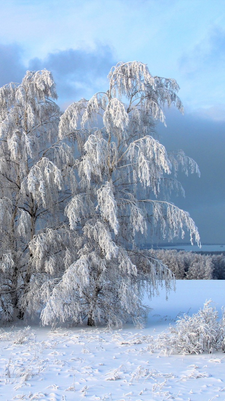 Обои зима, снег, дерево, замораживание, мороз в разрешении 750x1334