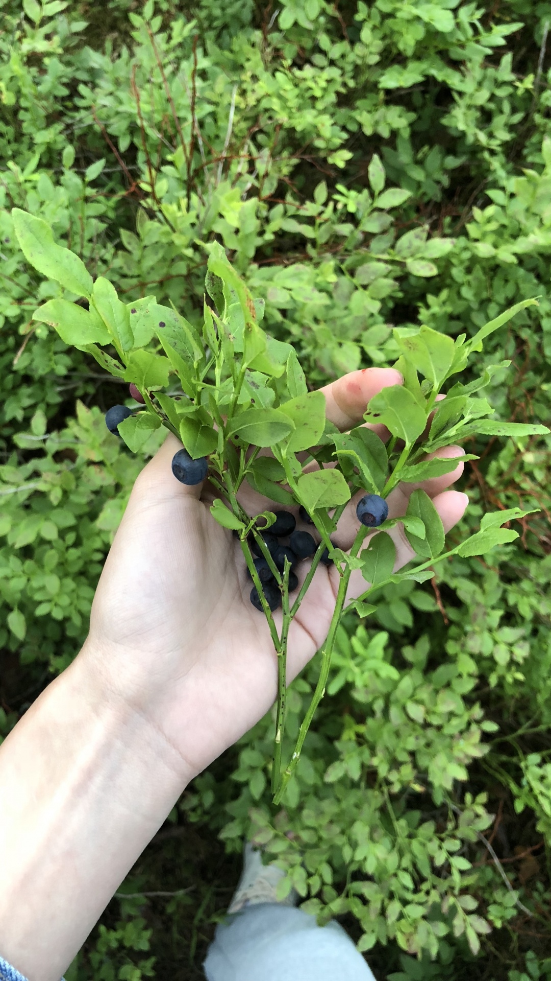 Обои лист, биология, рассада, наука, полукустарник в разрешении 1080x1920