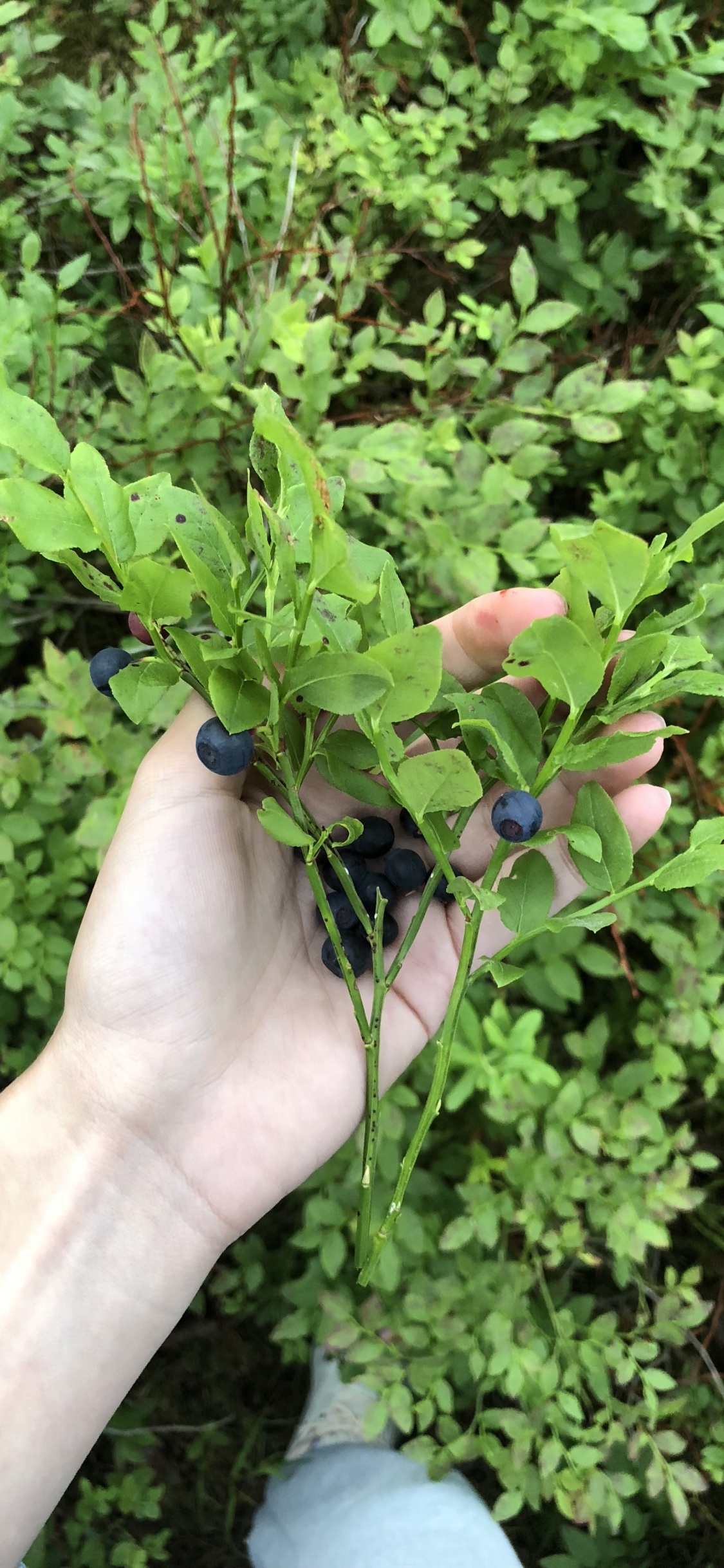 Обои лист, биология, рассада, наука, полукустарник в разрешении 1125x2436