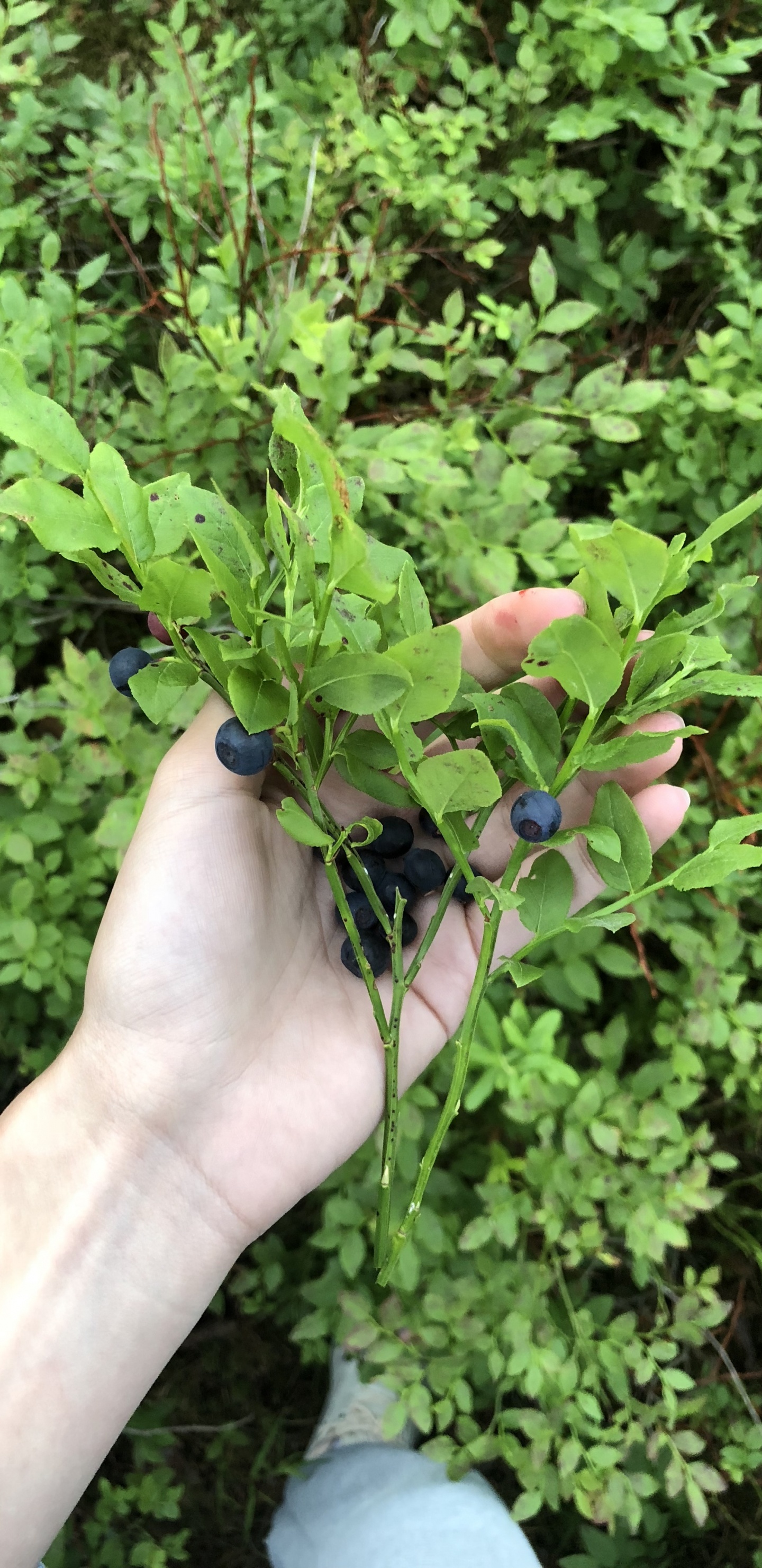 Обои лист, биология, рассада, наука, полукустарник в разрешении 1440x2960