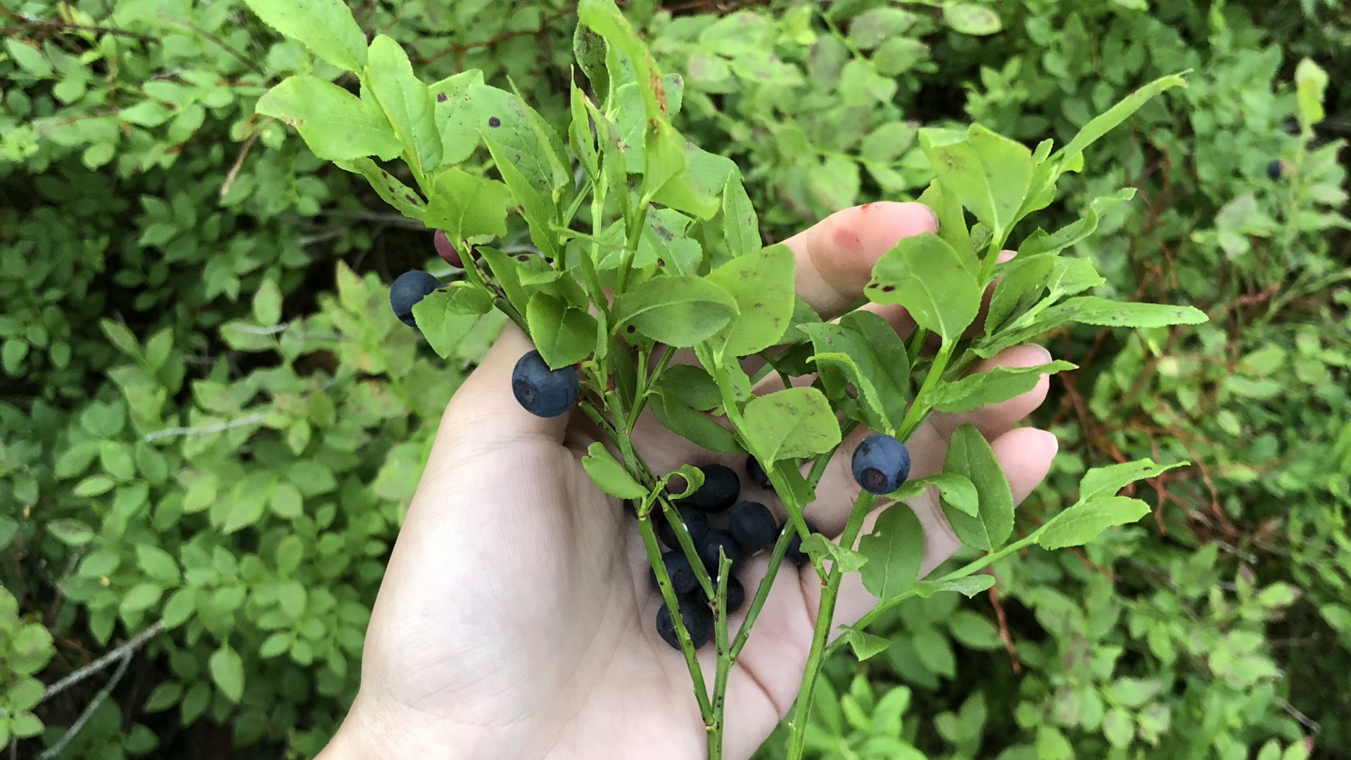 Обои лист, биология, рассада, наука, полукустарник в разрешении 1920x1080