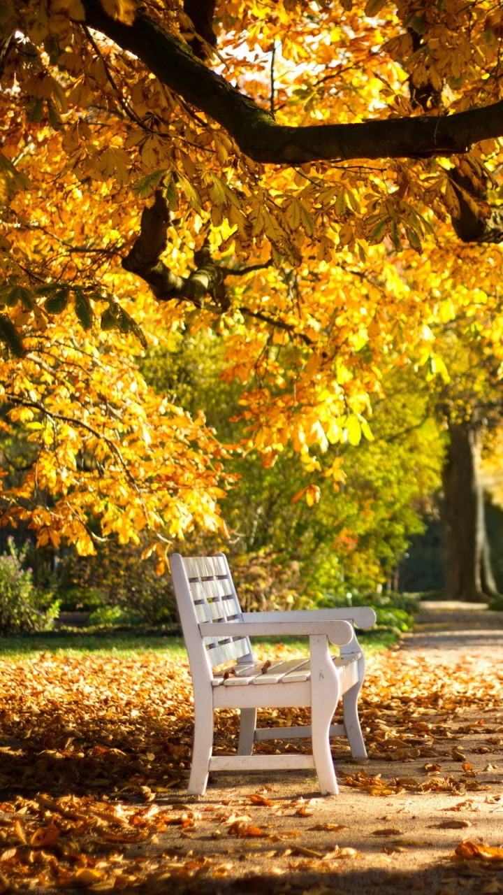 Обои осень, дерево, природа, лист, листопадные в разрешении 720x1280