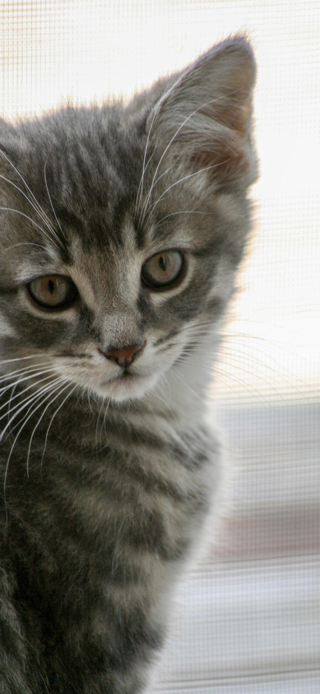 Обои кошачьих, хищник, кошки малого и среднего размера, котенок, норвежский лесной кот в разрешении 1125x2436