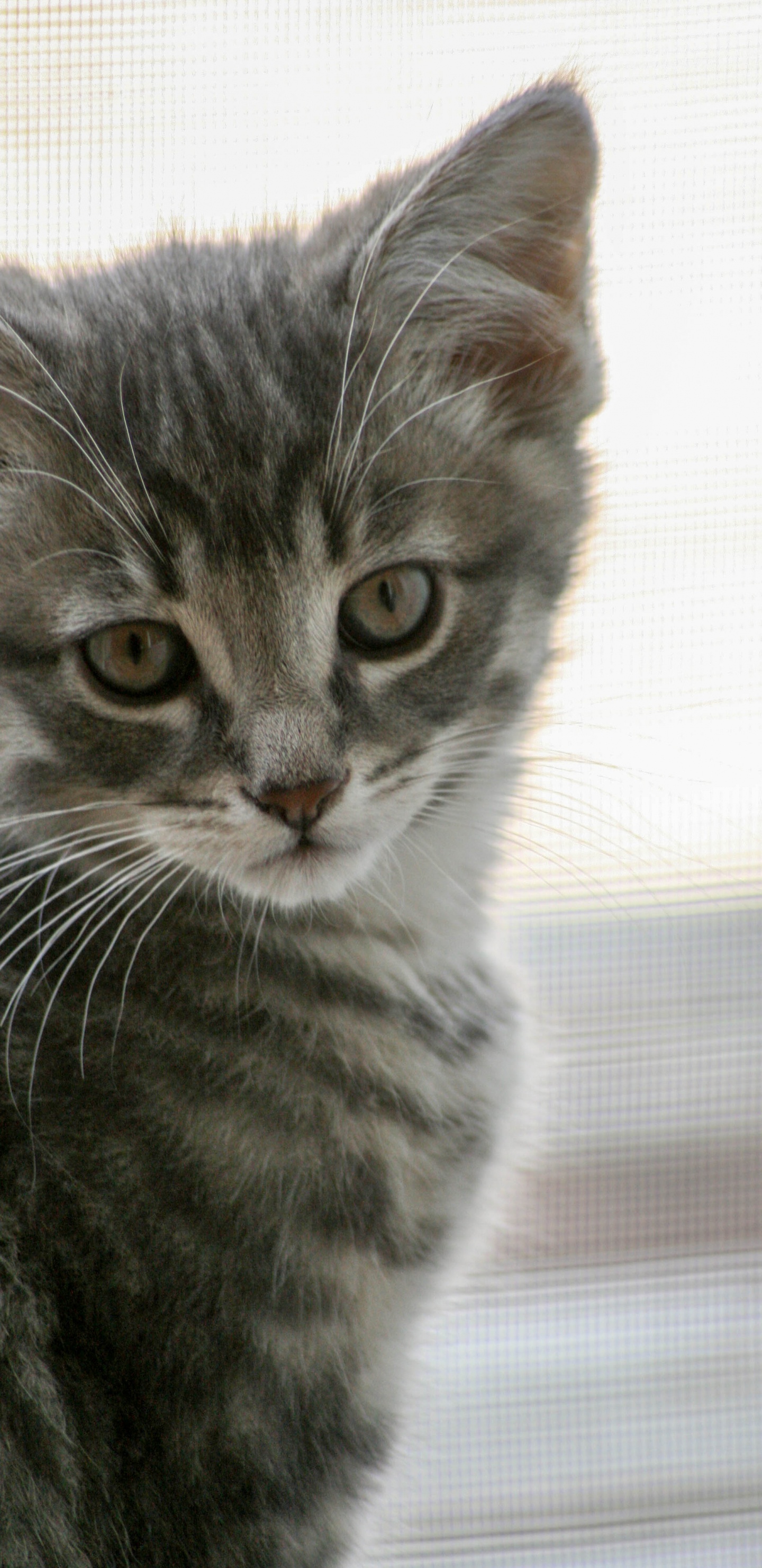 Обои кошачьих, хищник, кошки малого и среднего размера, котенок, норвежский лесной кот в разрешении 1440x2960