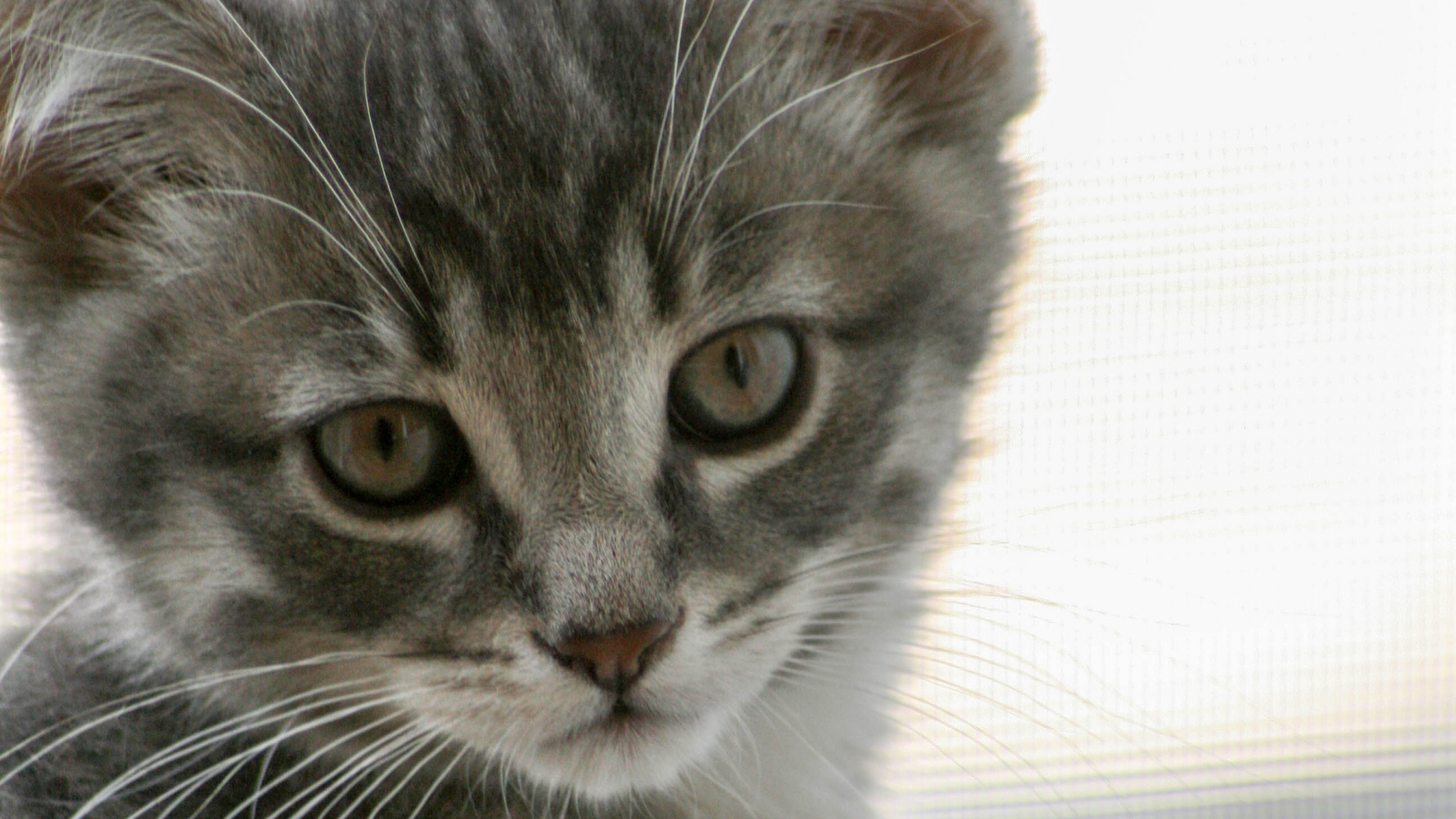 Обои кошачьих, хищник, кошки малого и среднего размера, котенок, норвежский лесной кот в разрешении 1920x1080