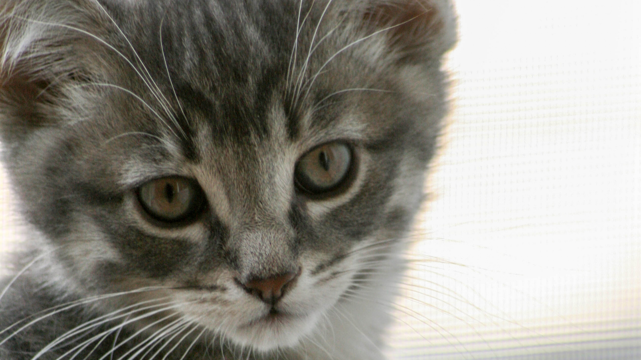 Обои кошачьих, хищник, кошки малого и среднего размера, котенок, норвежский лесной кот в разрешении 2560x1440