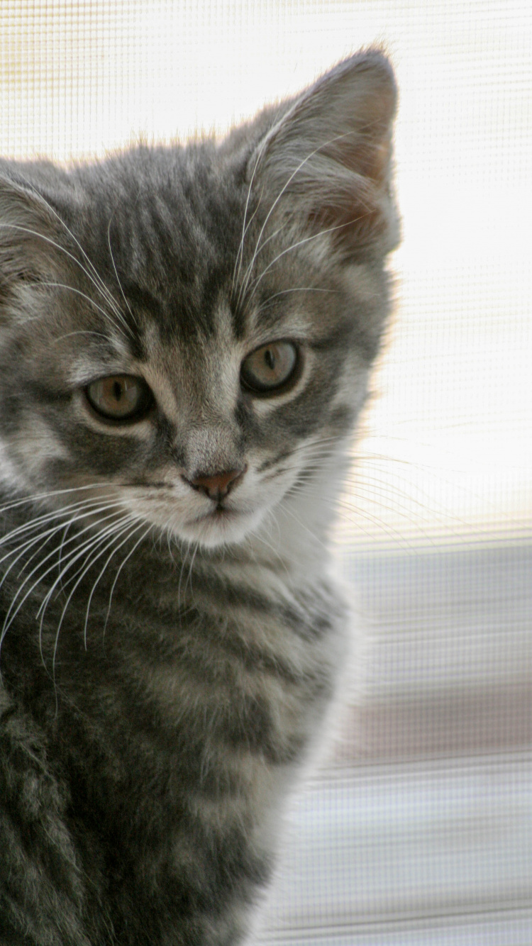 Обои кошачьих, хищник, кошки малого и среднего размера, котенок, норвежский лесной кот в разрешении 750x1334