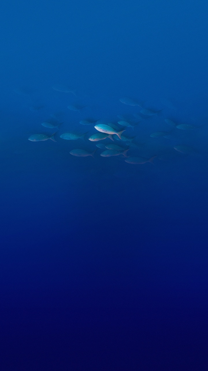 Обои Elephone, Elephone P9000, вода, риф Дедала, водоем в разрешении 720x1280