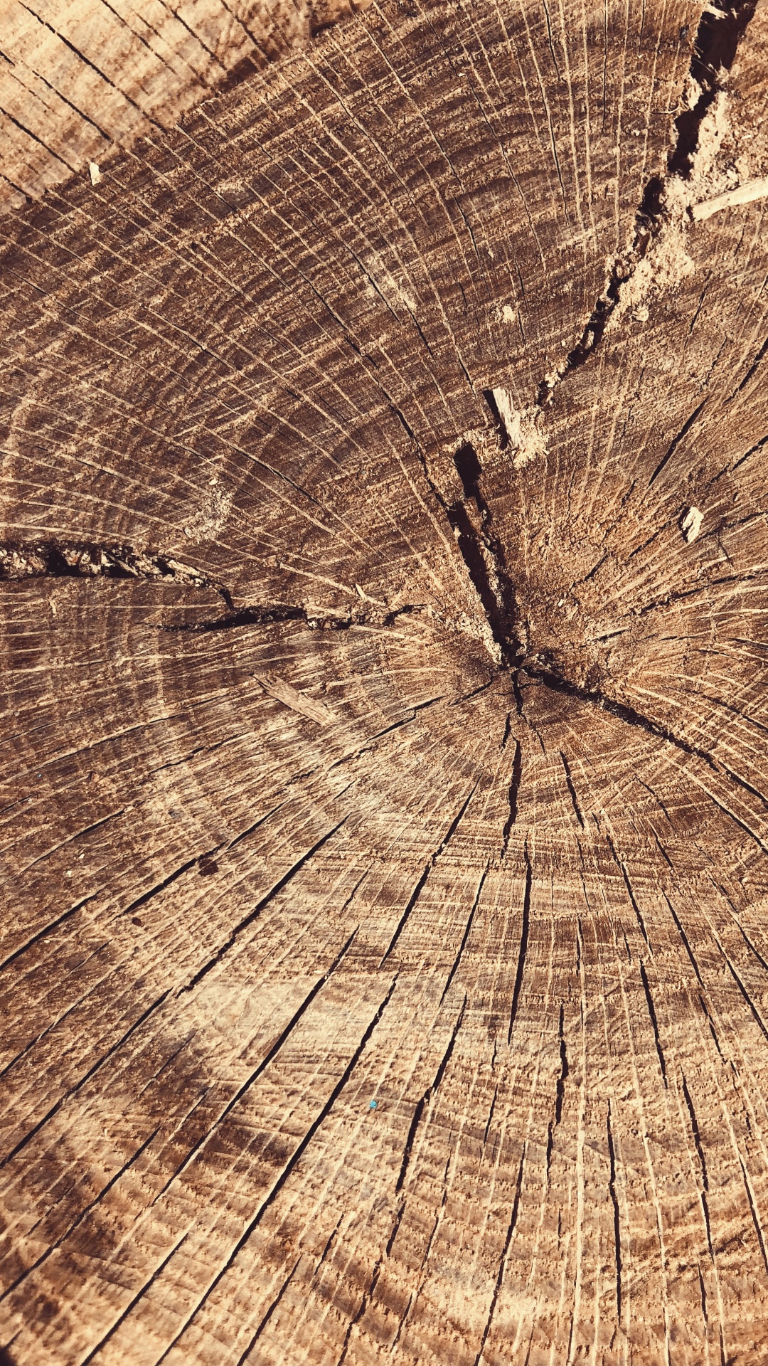 Обои дерево, древесина, наука, биология, натуральный материал в разрешении 1080x1920