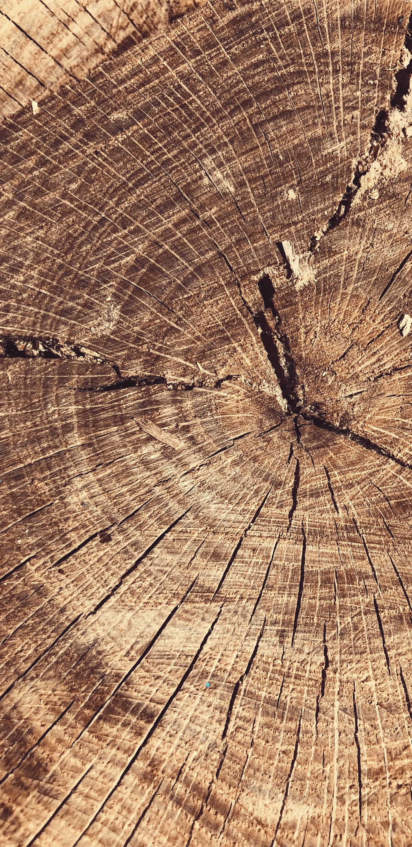 Обои дерево, древесина, наука, биология, натуральный материал в разрешении 1440x2960