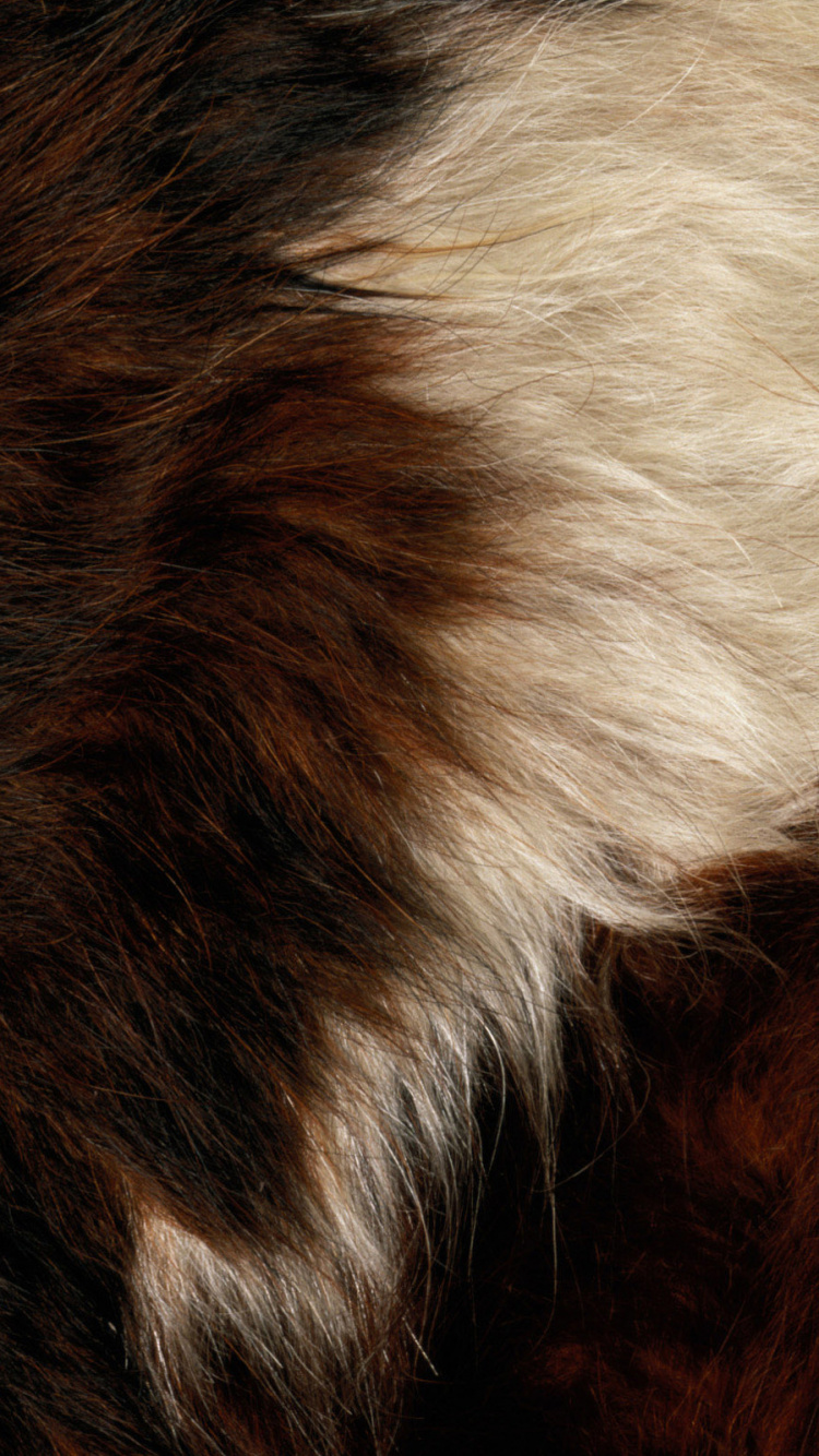 Обои мех, ткань, текстура, меховая одежда, шкура в разрешении 750x1334